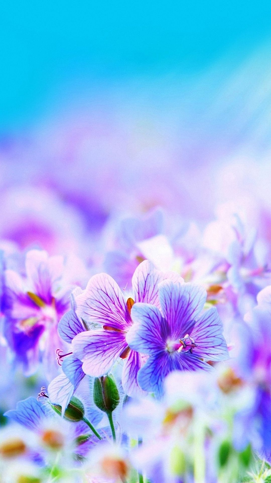Flower iPhone Background