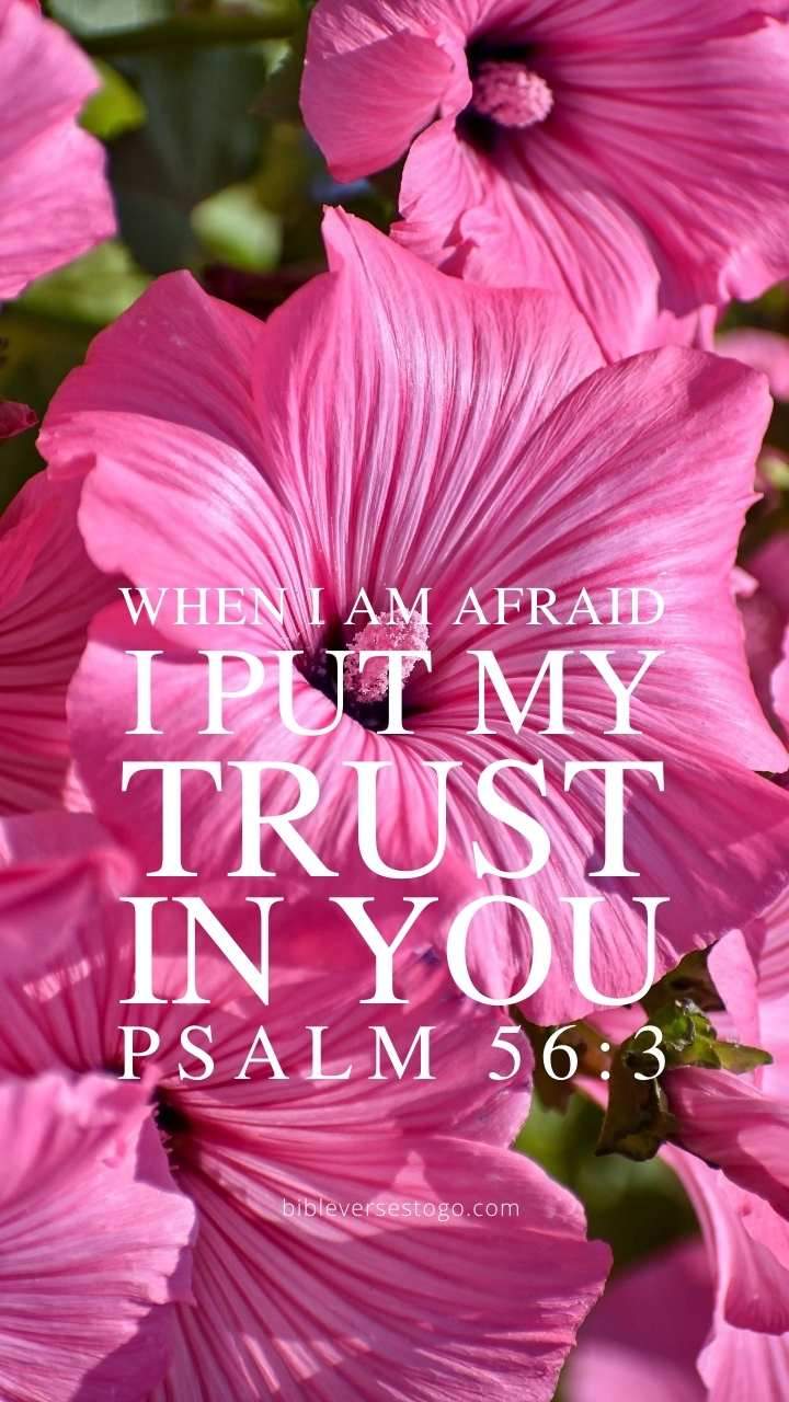 Pink Floral Psalm 56:3 Phone Wallpaper Verses To Go