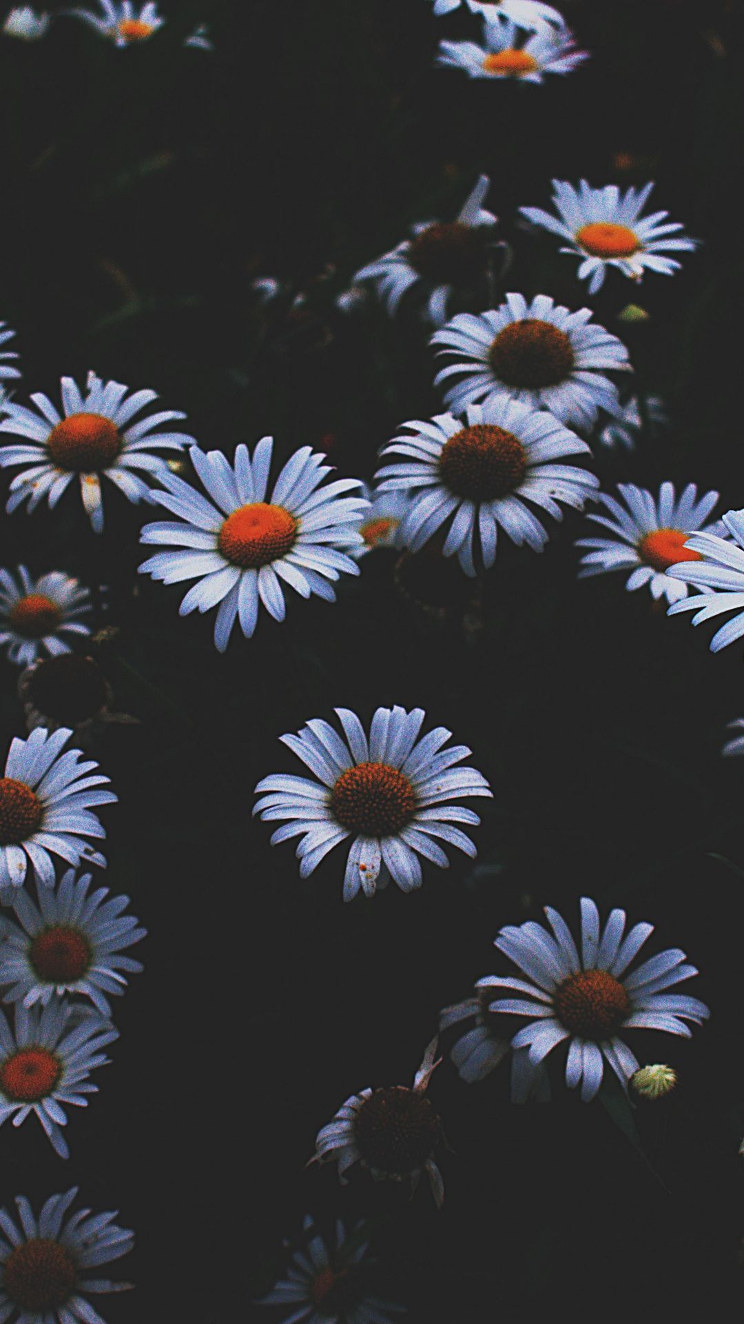 Daisy, white flowers, plants, 1080x1920 wallpaper. Trippy wallpaper, Flower phone wallpaper, Flower wallpaper