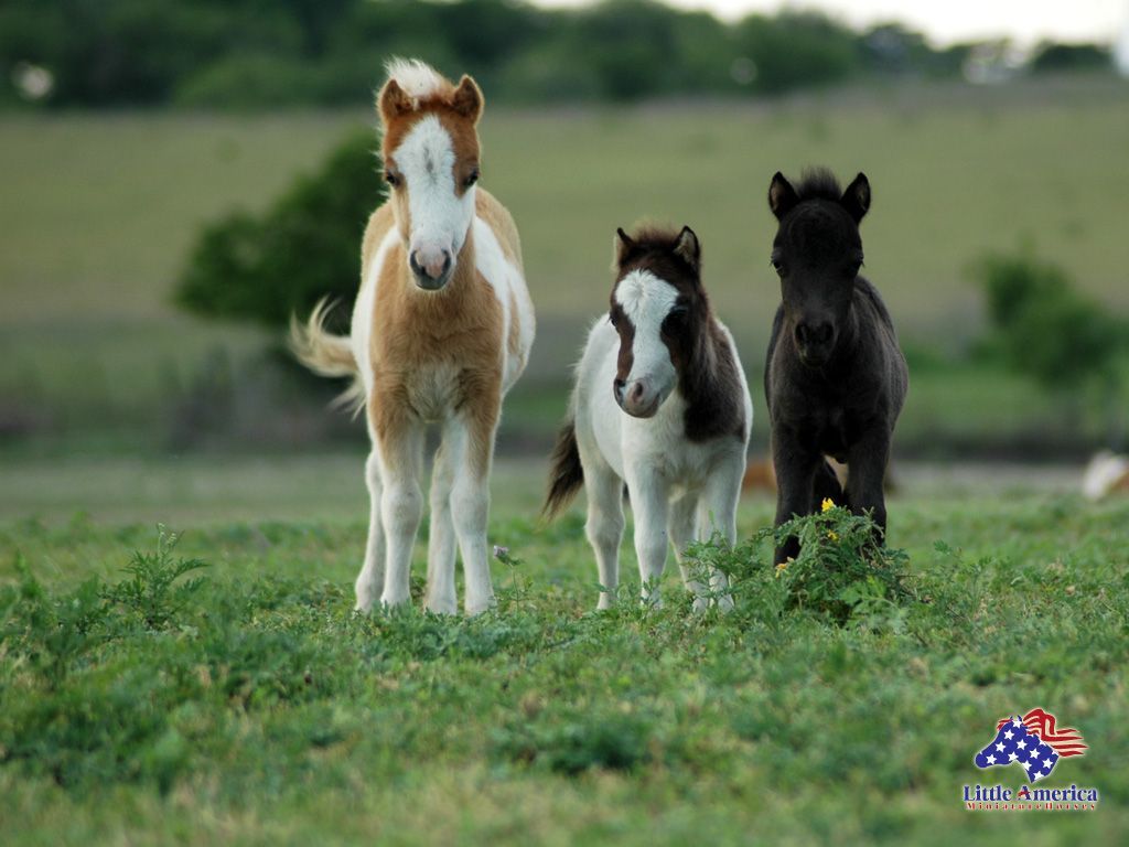 Baby Miniature Horse Desktop (1024×768). Animals Beautiful, Baby Horses, Horses