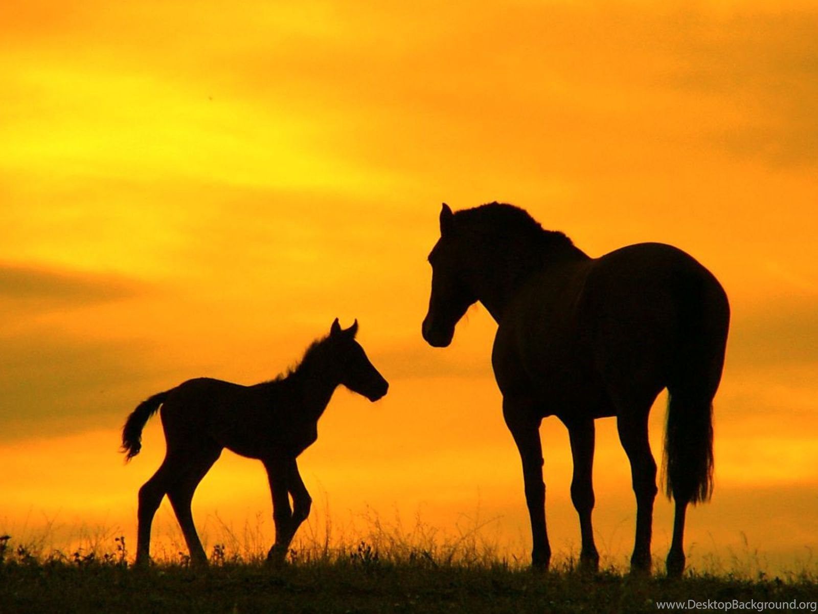 Baby Horse Wallpaper Free HD Wallpaper Desktop Background