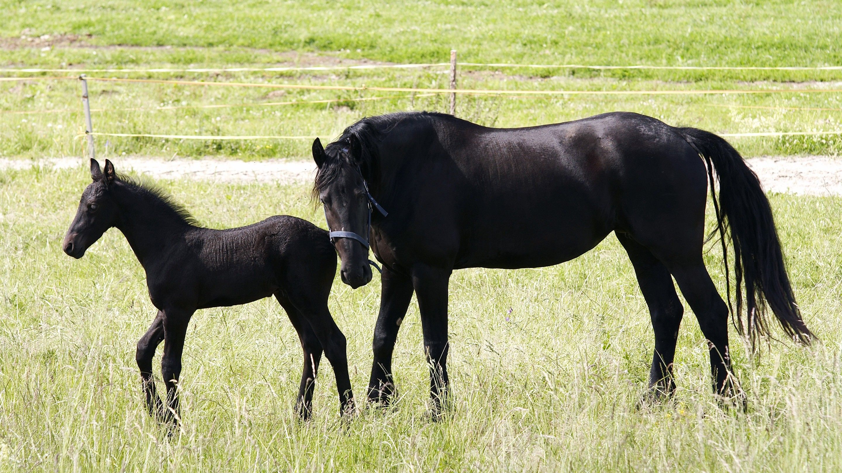 Awesome Wallpaper of Black Horse with Baby Child