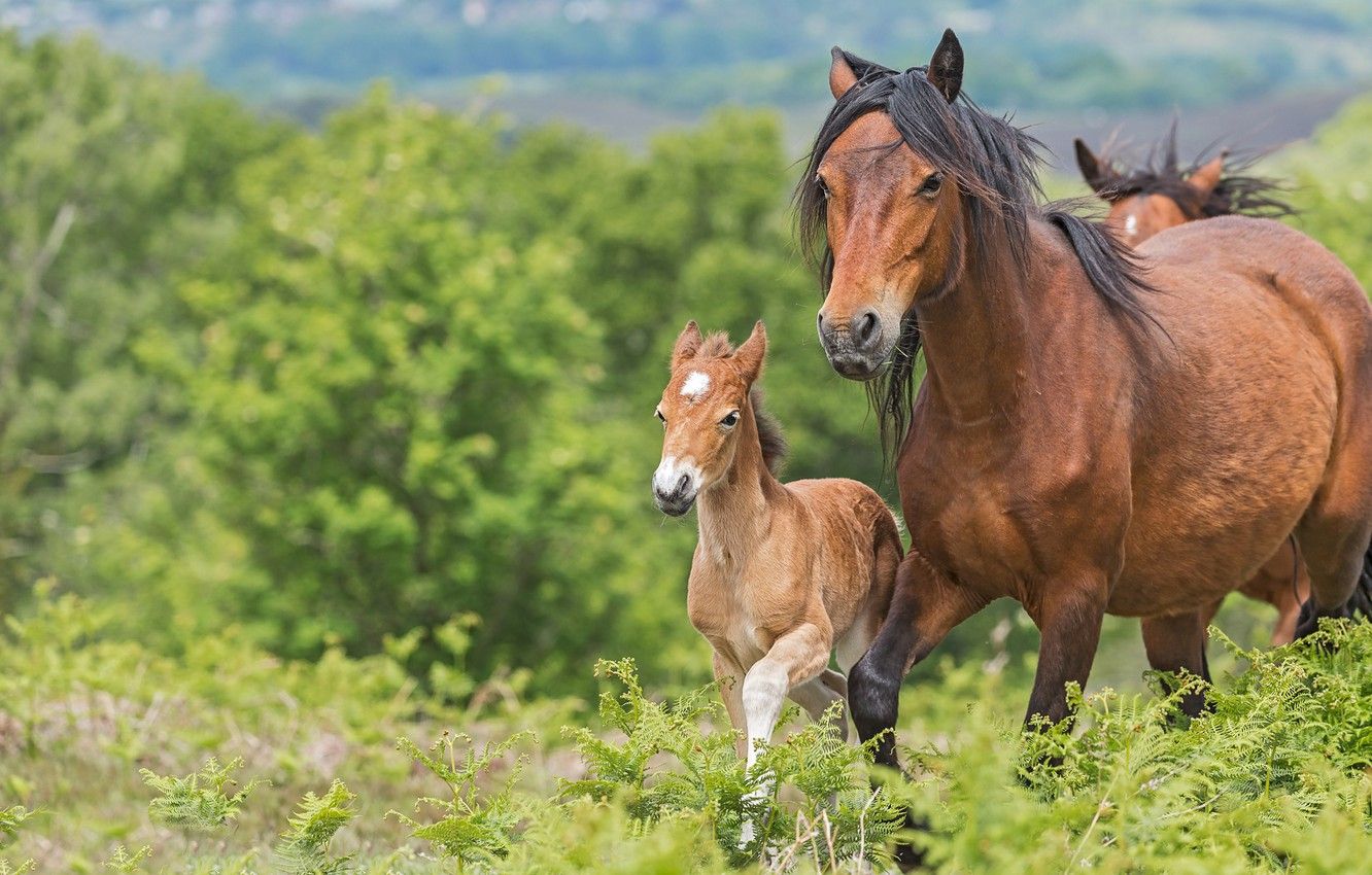 Baby Horse Wallpapers - Wallpaper Cave