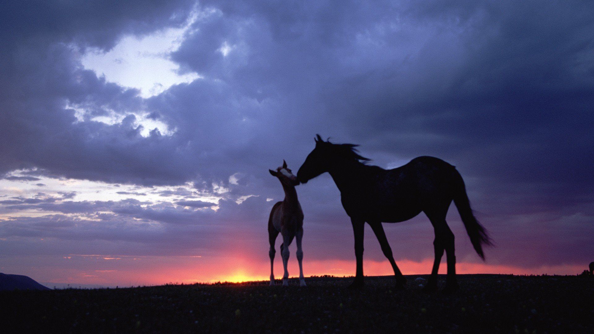 Nature animals horses skyscapes baby animals wallpaperx1080