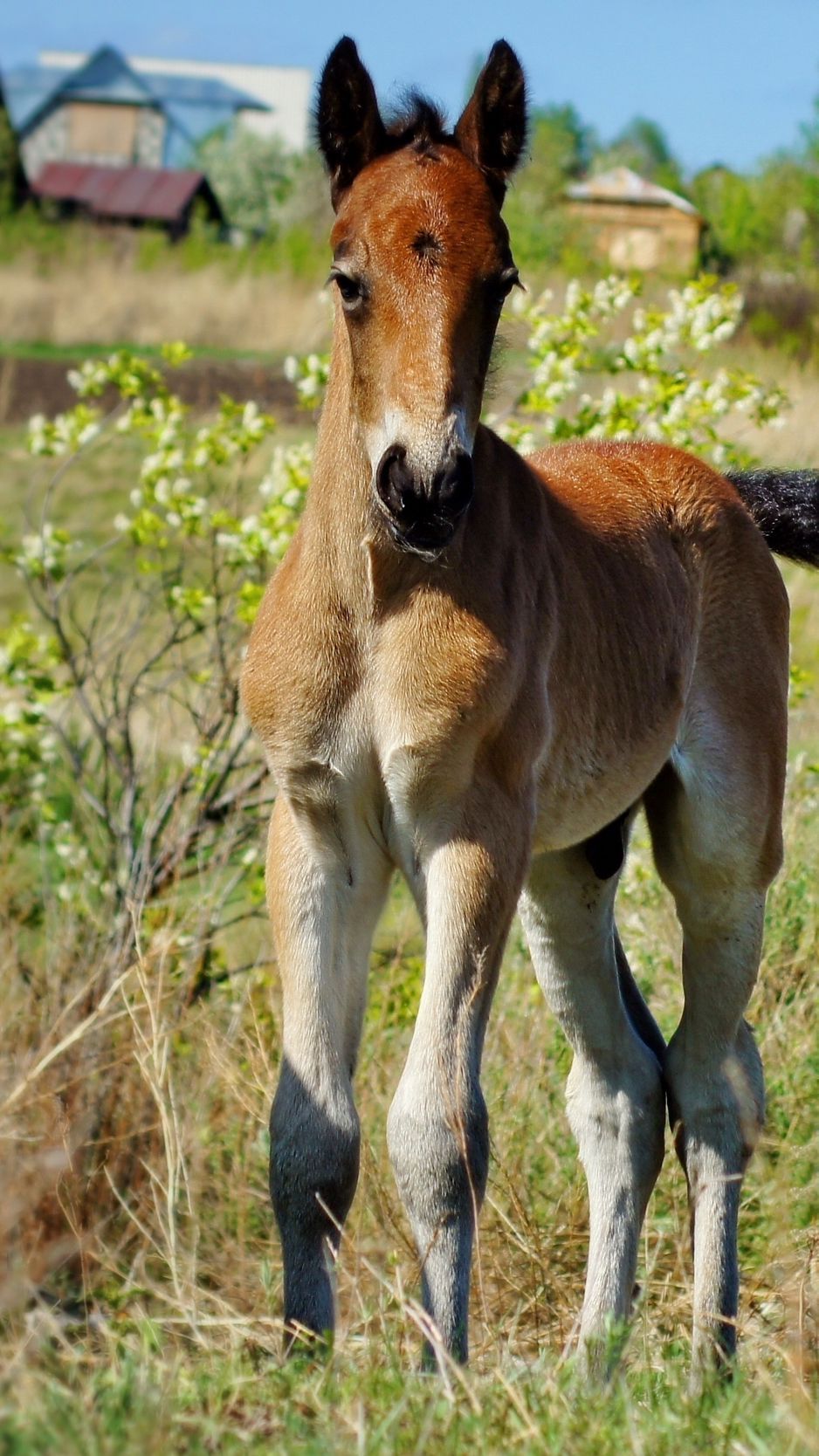 Baby Horse Wallpapers - Wallpaper Cave