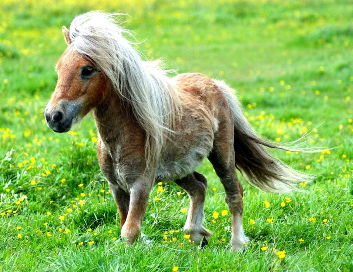 Baby Horse Wallpapers - Wallpaper Cave