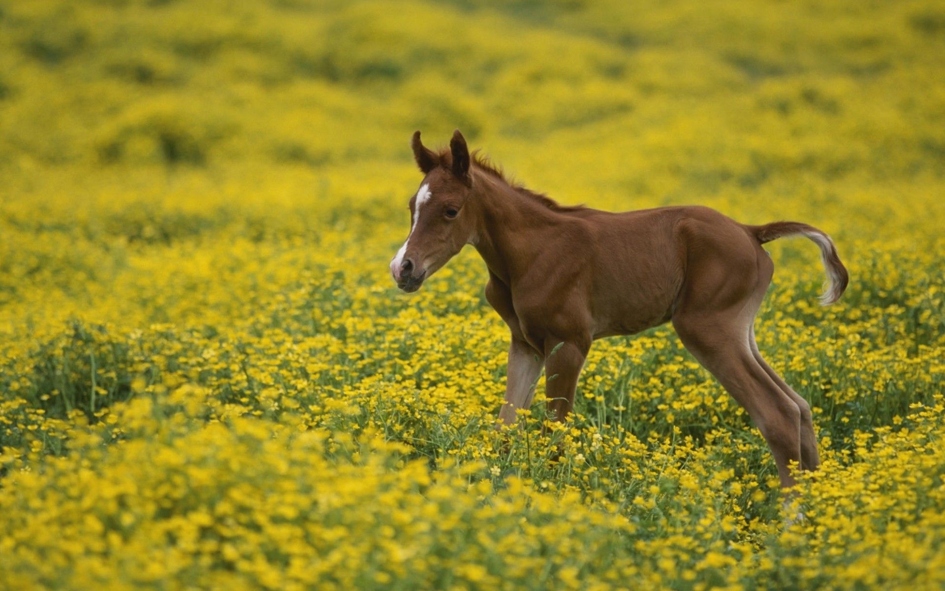 Wallpaper, old, horse, arabian, background