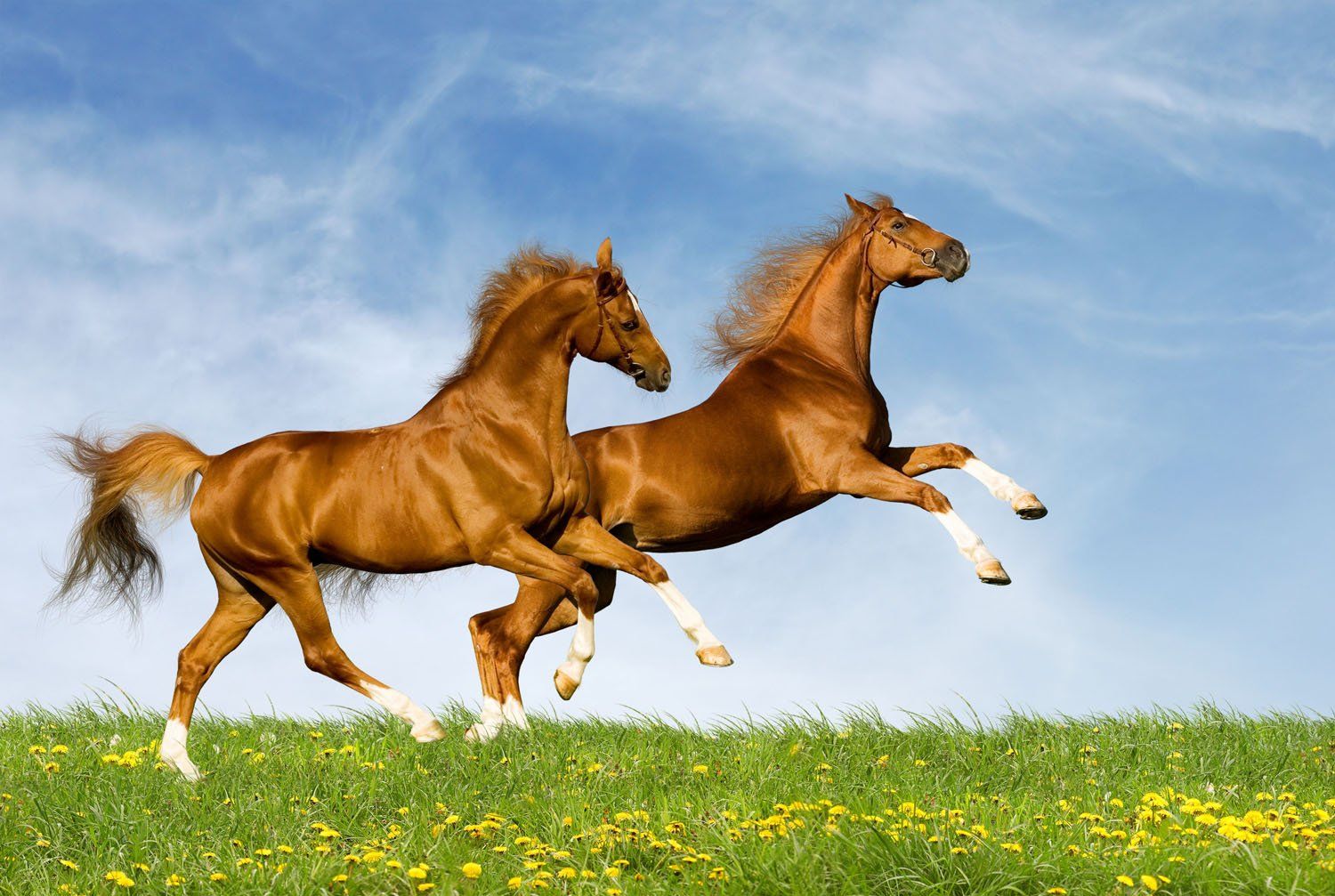 PRINTELLIGENT Running Horses Wallpaper Poster (Red, Vinyl, 12 x 18 Inches): Amazon.in: Home & Kitchen