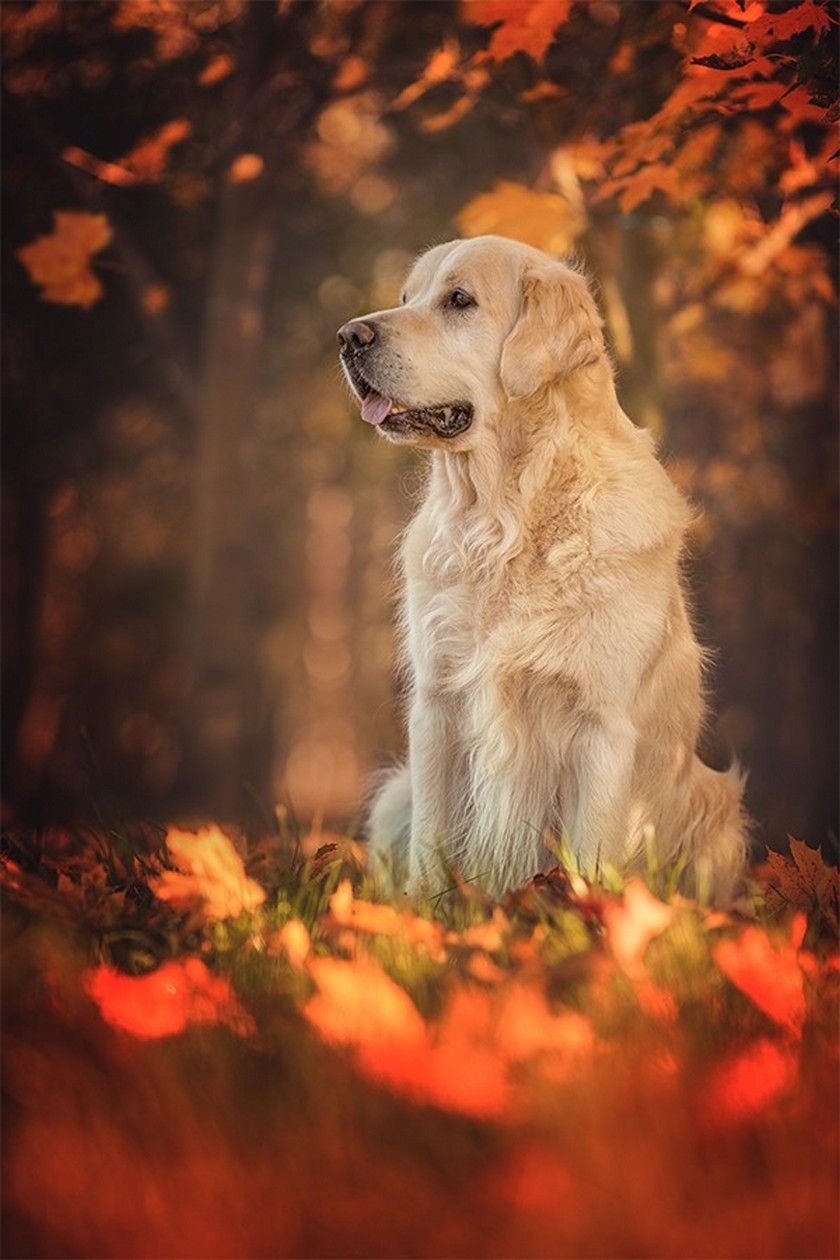 Autumn Dogs Phone Wallpapers - Wallpaper Cave
