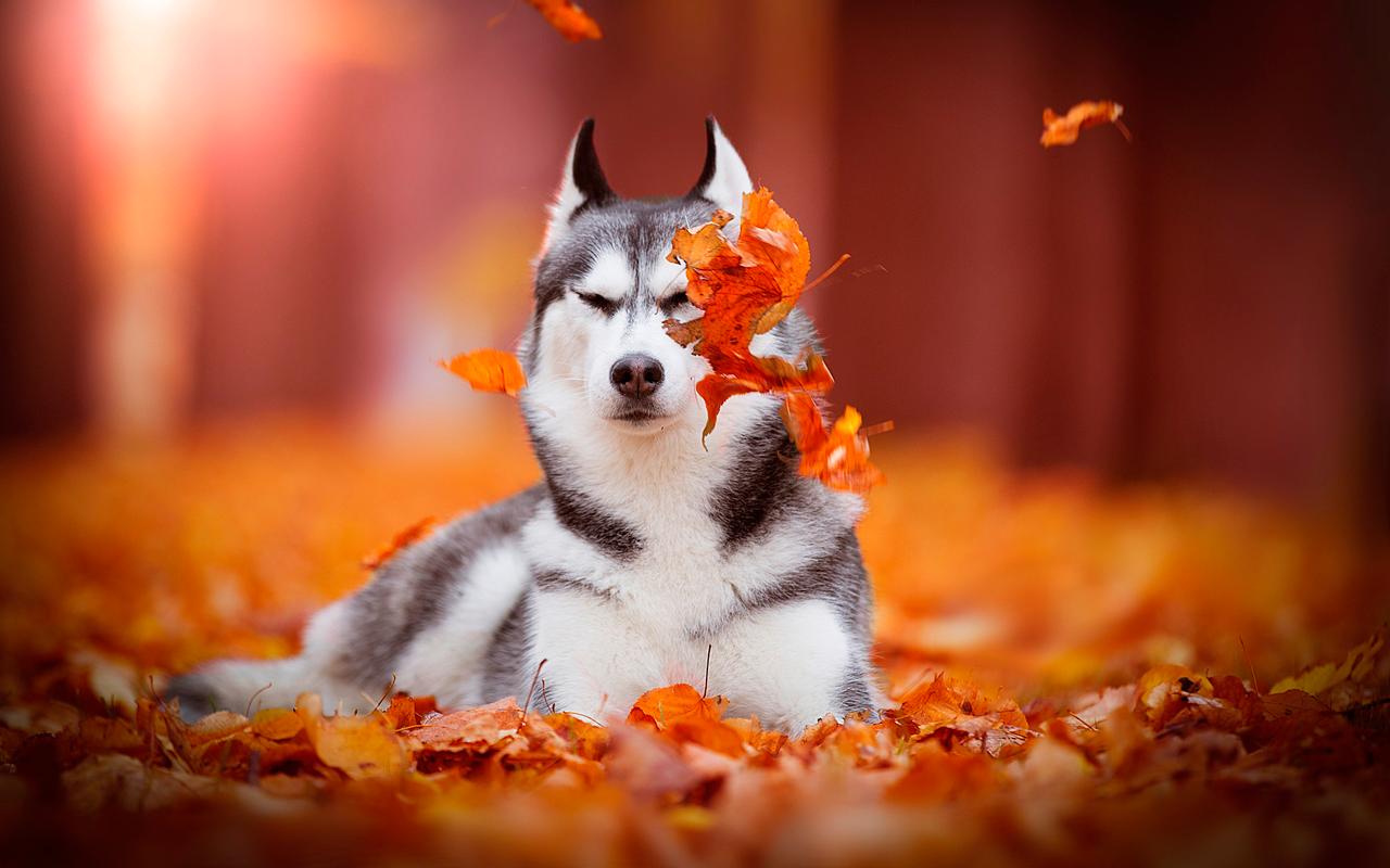 Autumn & dogs Wallpaper HD 2019 for Android
