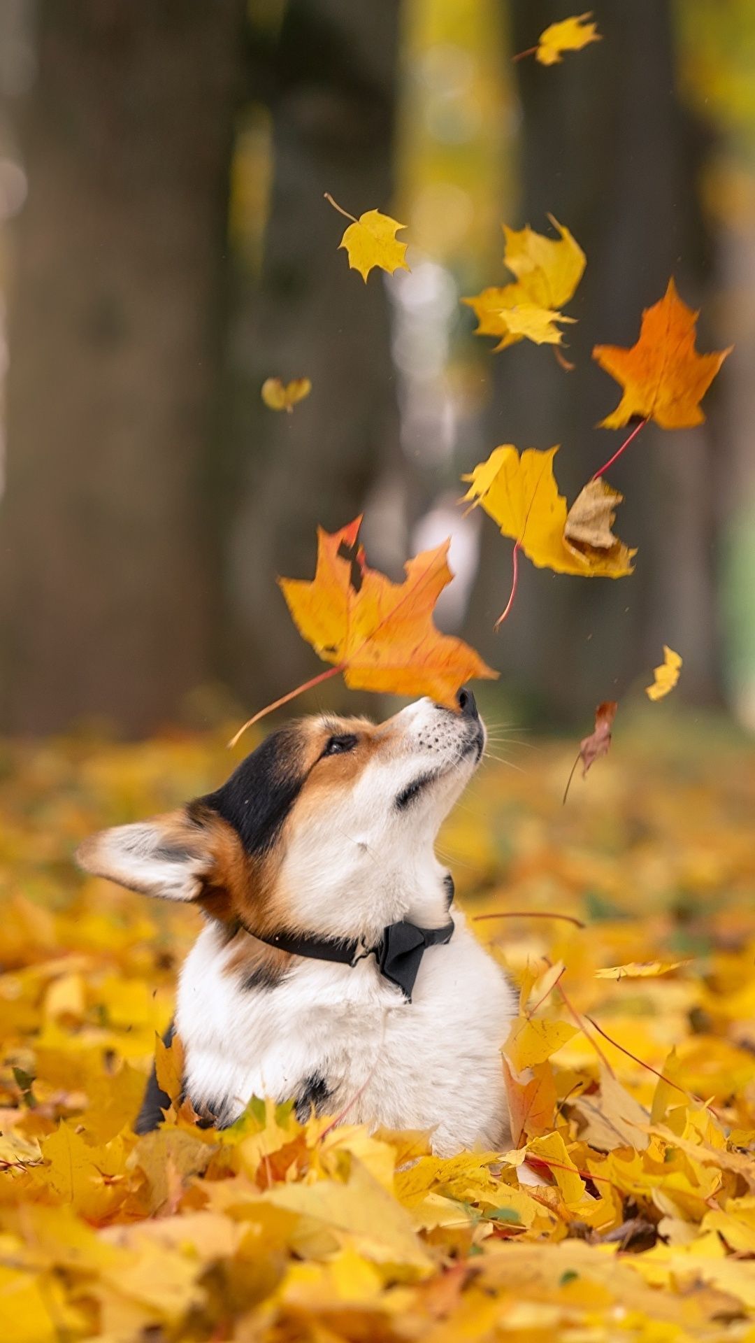 wallpaper. best wallpaper collection. iPhone wallpaper. background. Corgi dog, Autumn animals, Cute corgi
