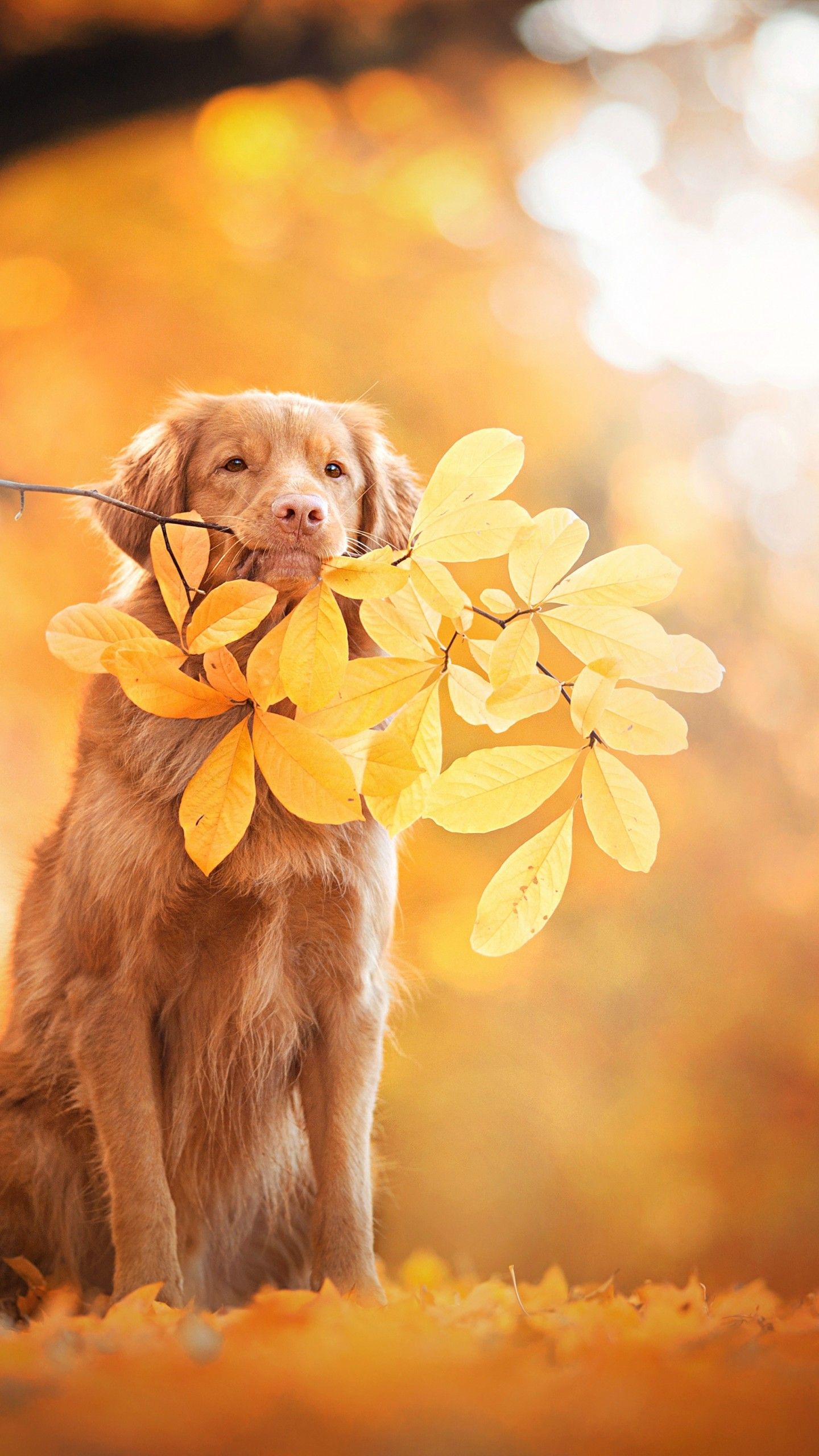 Wallpaper Golden Retriever, Autumn leaves, Foliage, 4K, Animals,. Wallpaper for iPhone, Android, Mobile and Desktop