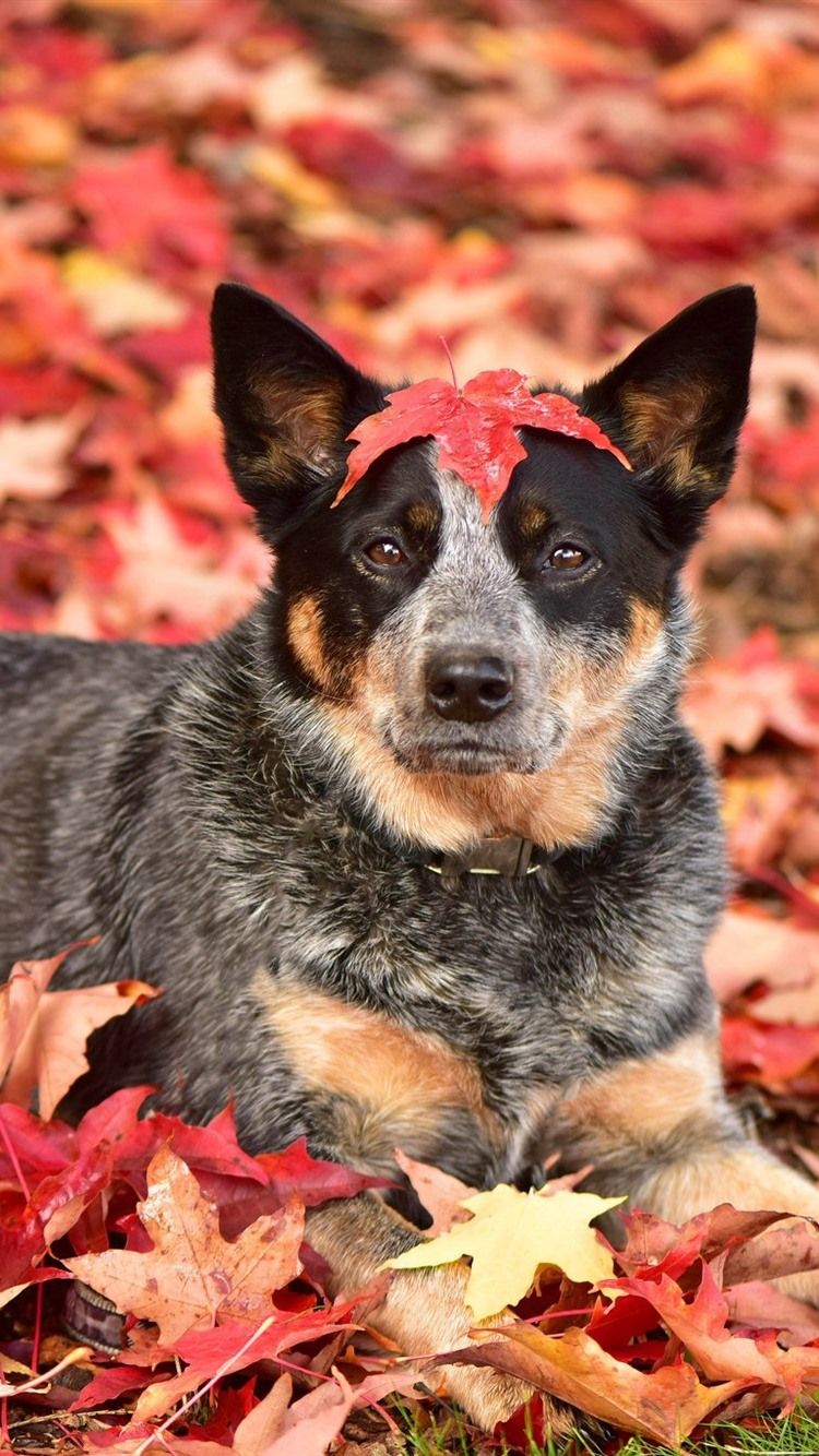 Autumn, dog, red maple leaves 750x1334