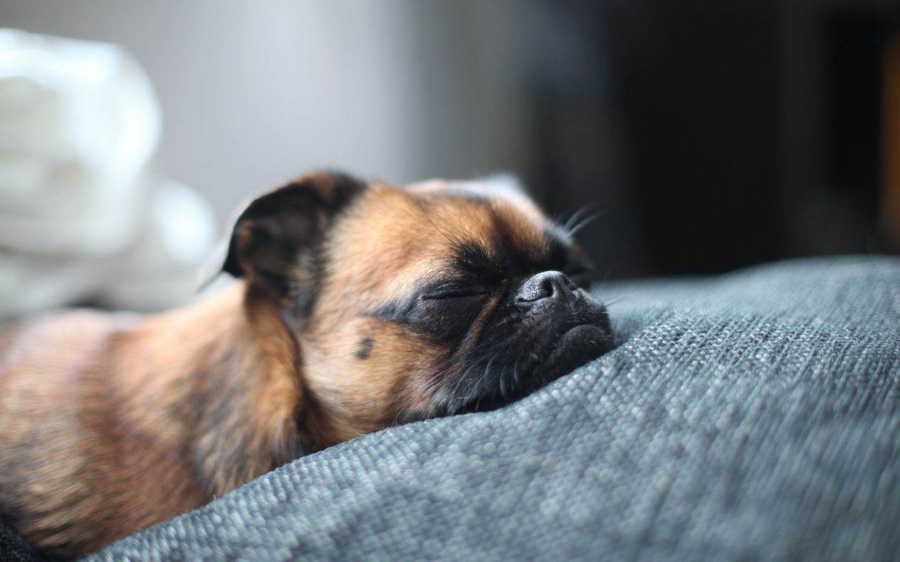 Why Sleep Is So Important For Dogs's Blog