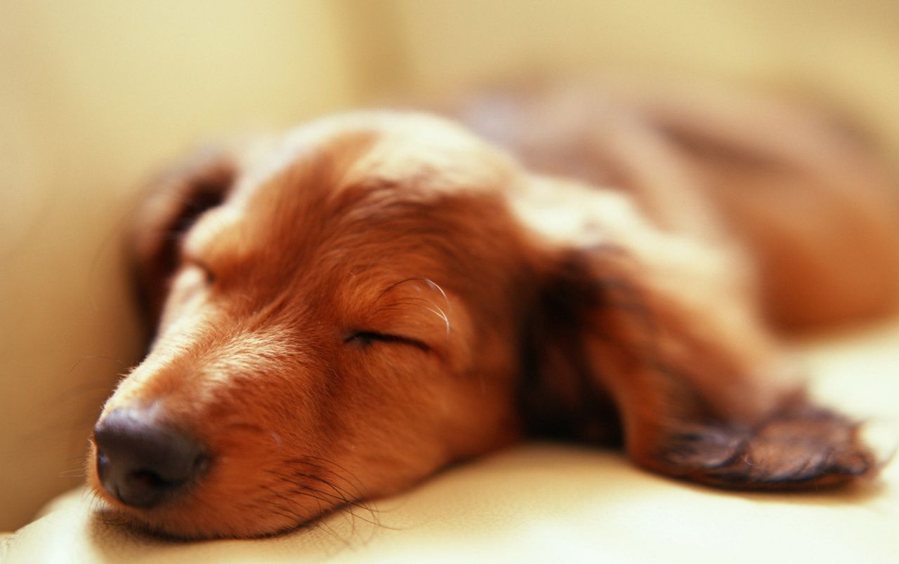 Sleeping dog wallpaper. Sleeping dog