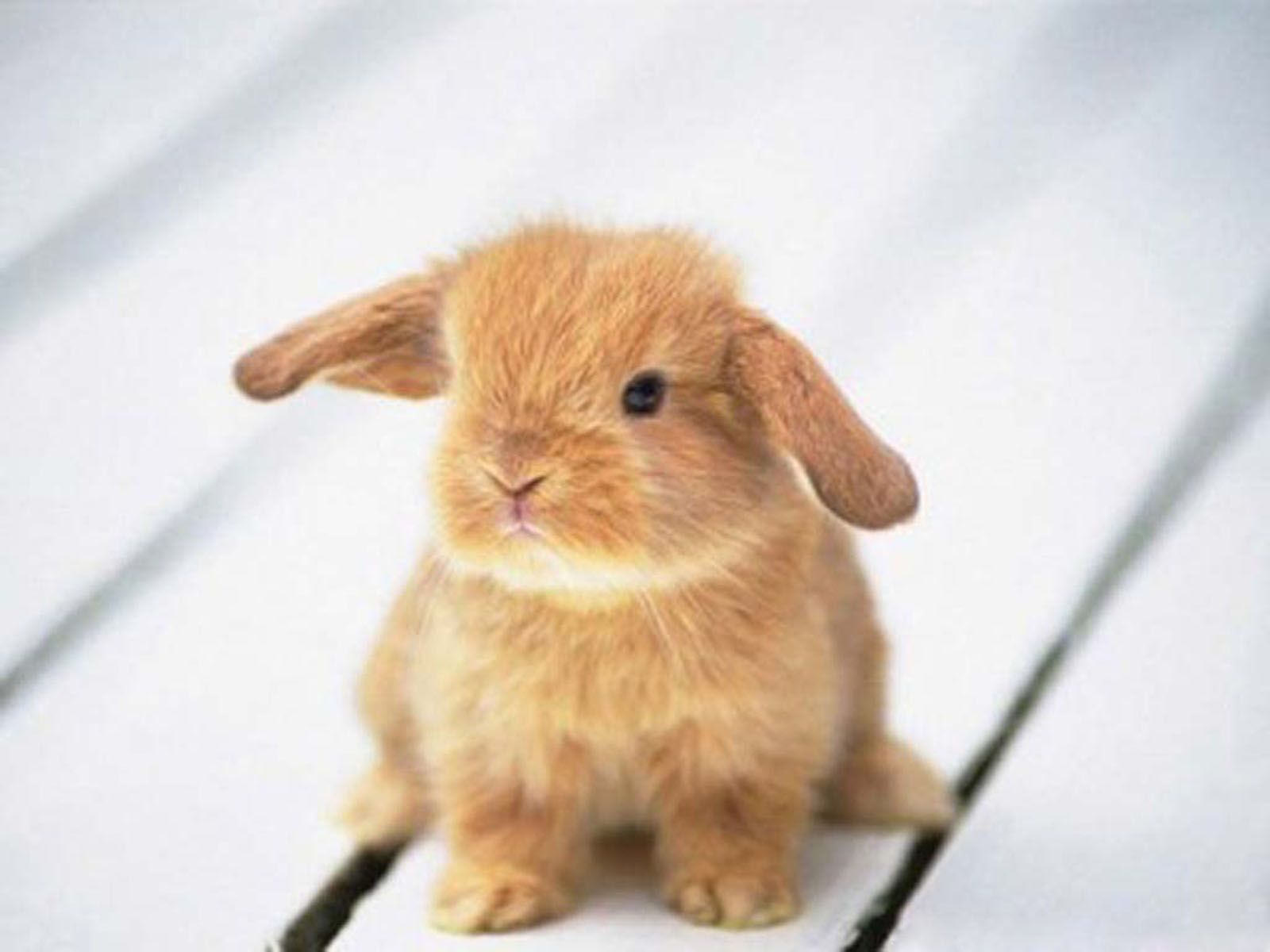 Free download wallpapers Funny Rabbit Wallpapers [1600x1200] for your Desktop, Mobile & Tablet