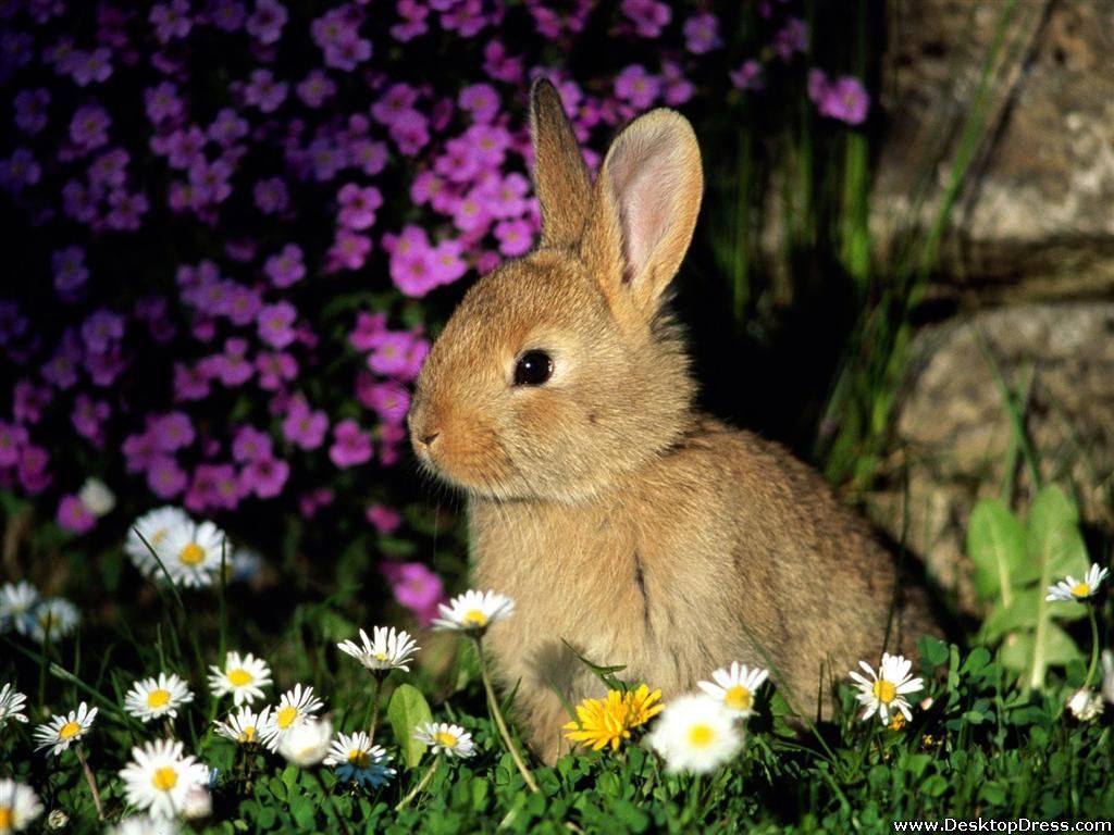Desktop Wallpapers » Animals Backgrounds » Funny Bunny » www.desktopdress