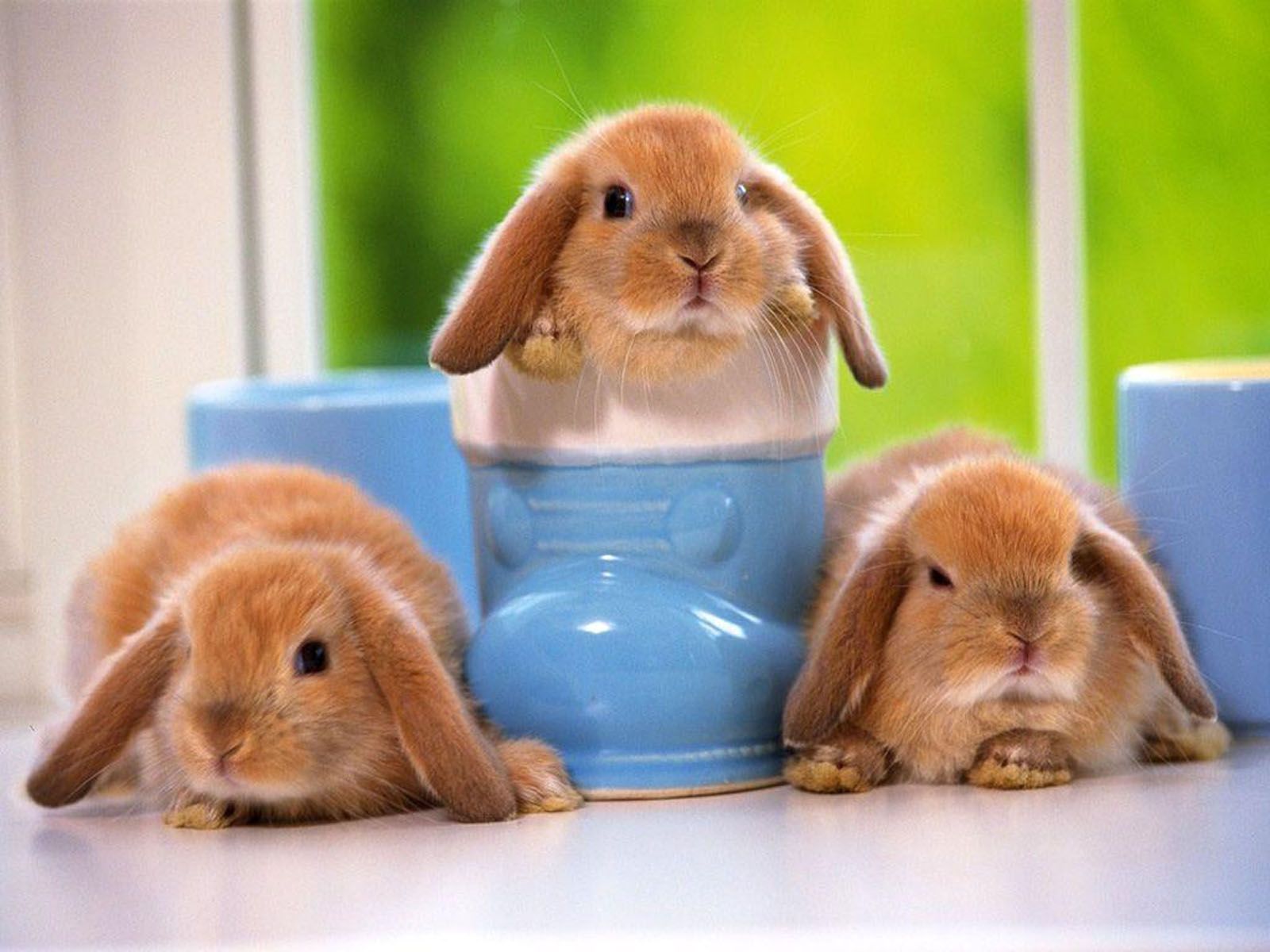 Love Picture: Funny Rabbit Wallpaper