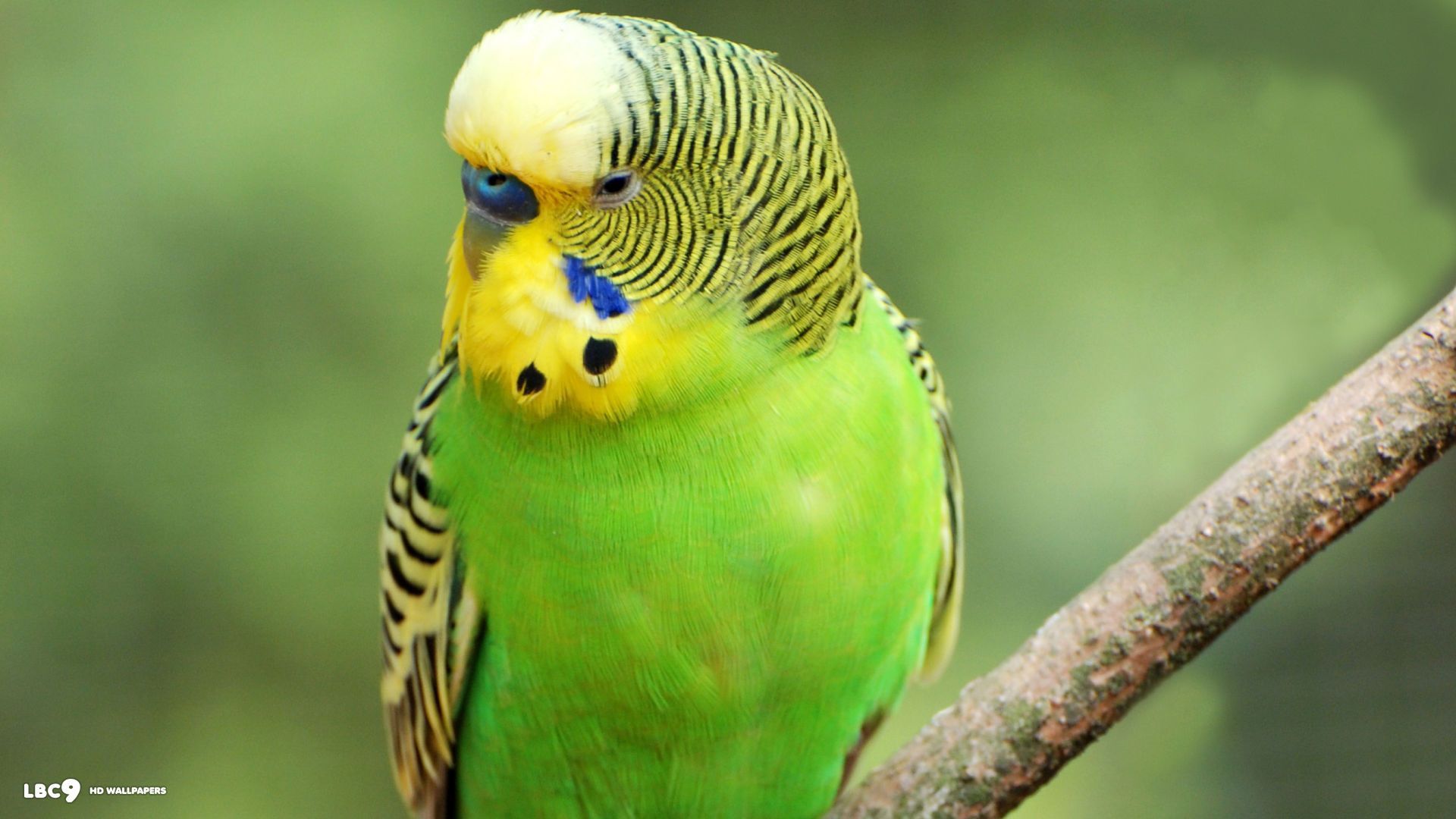 Budgies Wallpaper: Green Budgie. Budgies, Green budgie, Budgies bird