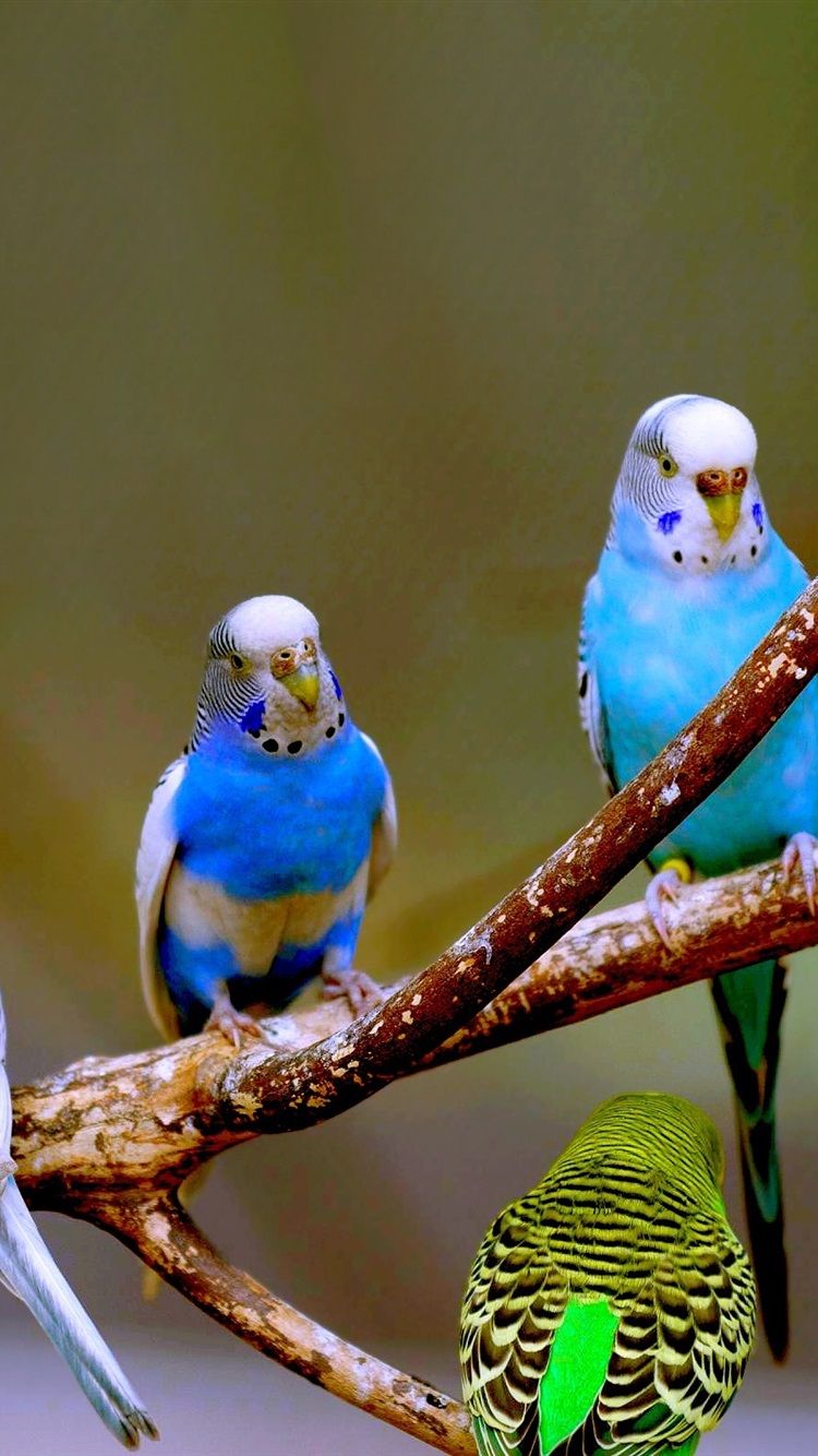 Budgies Wallpapers - Wallpaper Cave