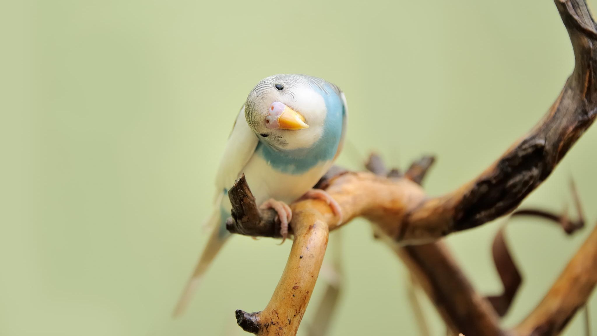 budgie Best Wallpaper Full HD Free Download