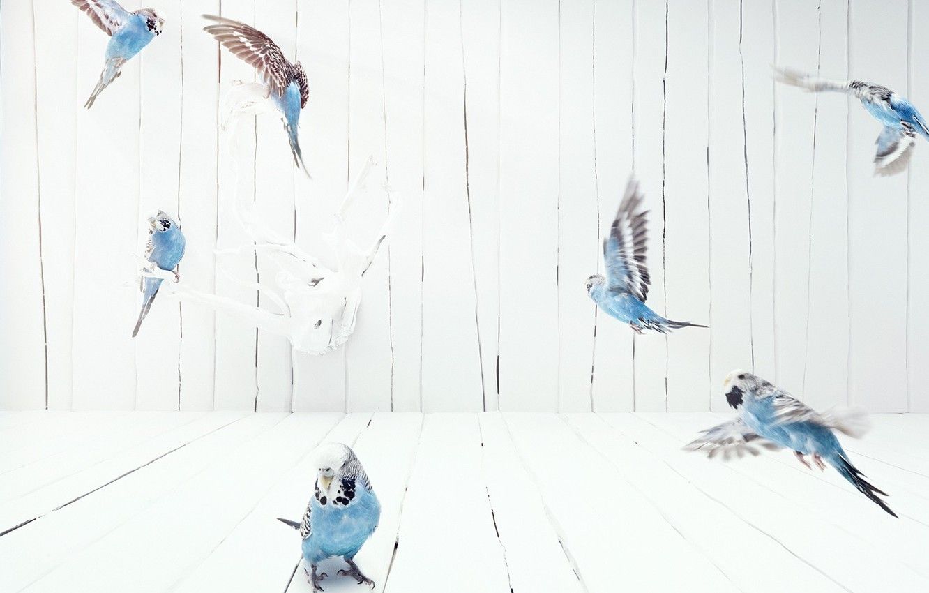 Wallpaper flight, Birds, budgies image for desktop, section животные