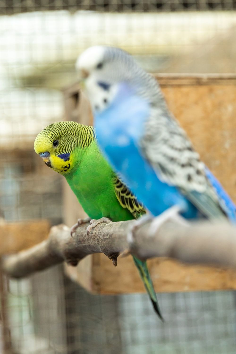Budgie Picture. Download Free Image