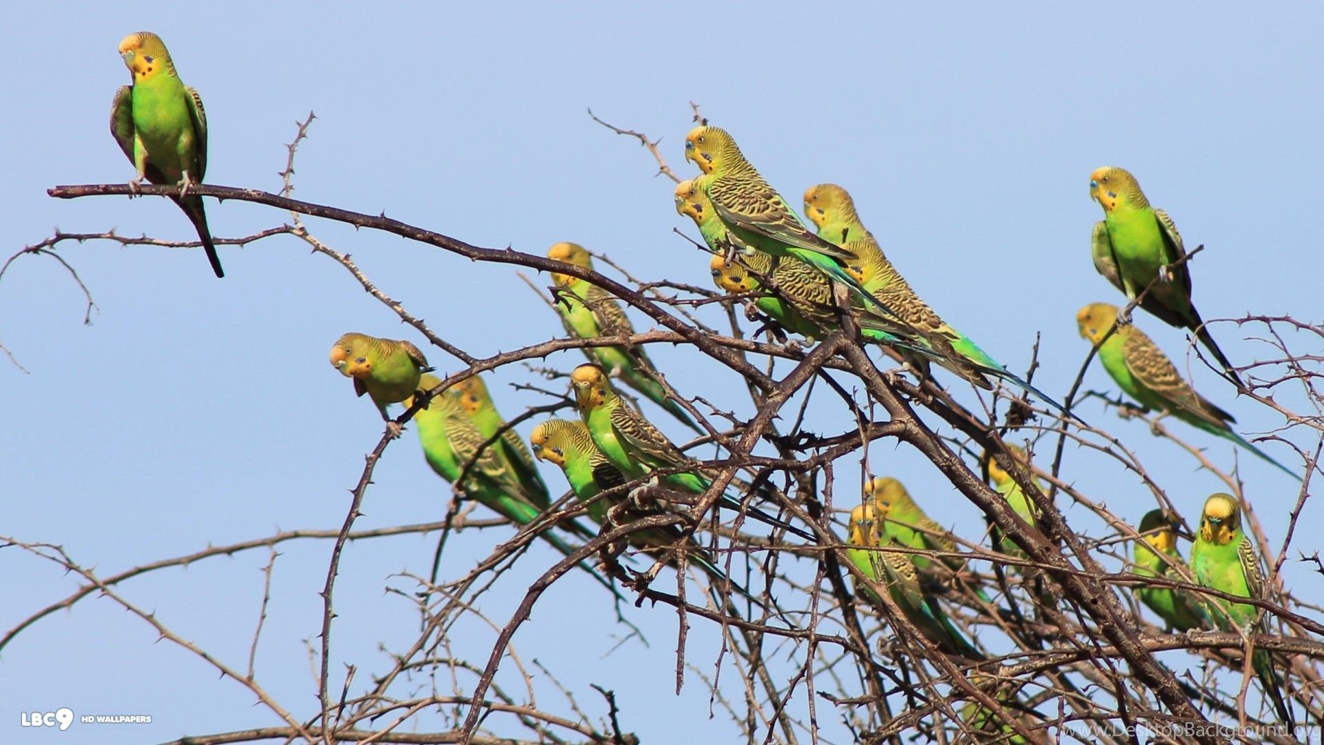 Flock Of Budgie Budgies Wallpaper Fanpop Desktop Background