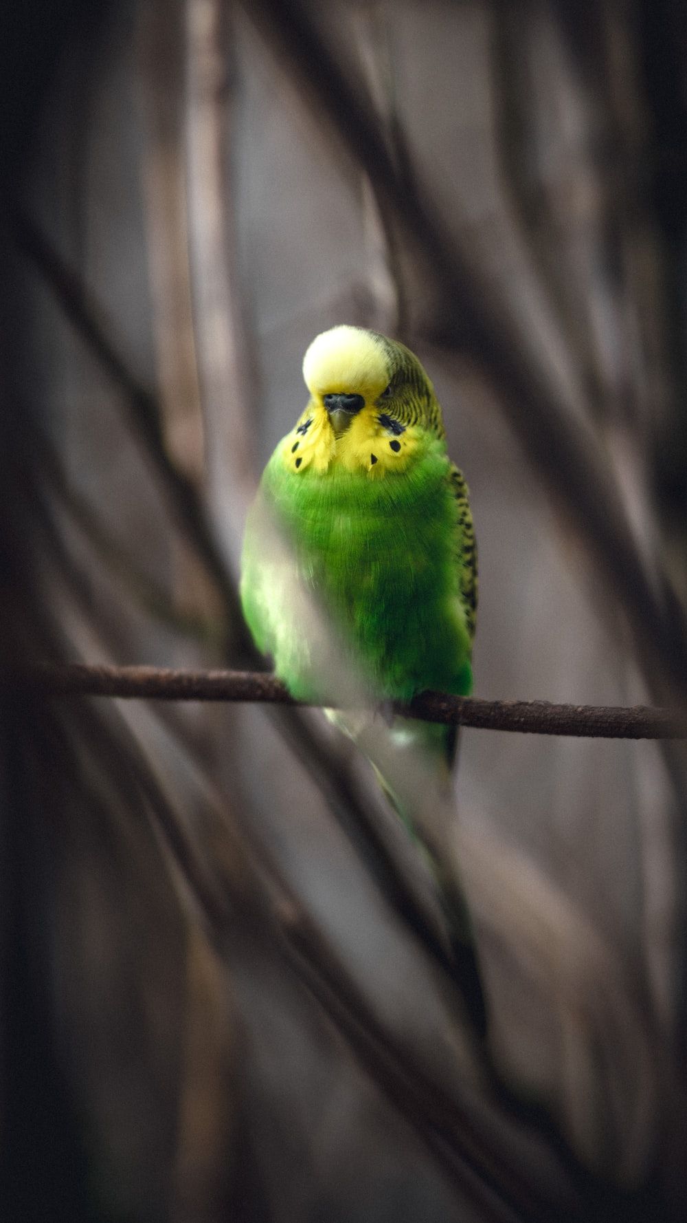 Parakeet Picture [HD]. Download Free Image