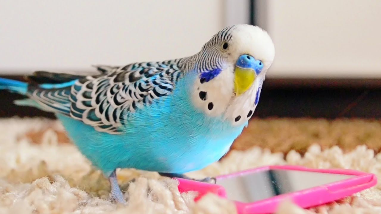 Budgie Wallpaper HD Wallpaper