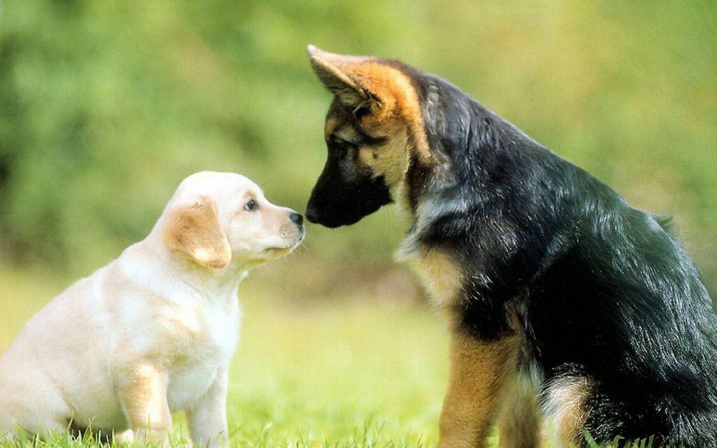Free download dogs care and affection amongst dogs love contrast cute dogs dogs in [1600x1200] for your Desktop, Mobile & Tablet. Explore Dog Wallpaper. Christmas Dog Wallpaper, Cute Dog