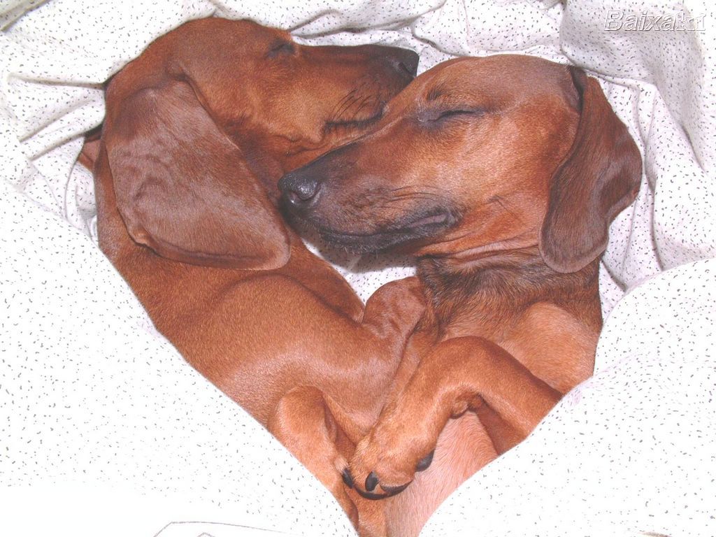 Dogs In Love