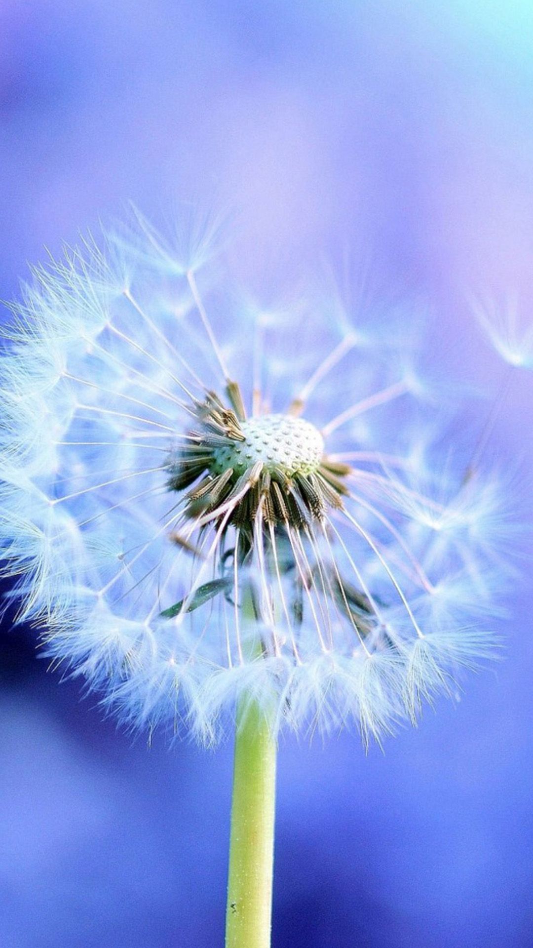 Pure Blowing Dandelion Blue Background IPhone 6 Wallpaper Download. IPhone Wallpaper, IPad Wallpaper One Stop. IPhone 6 Wallpaper, Blowing Dandelion, Dandelion