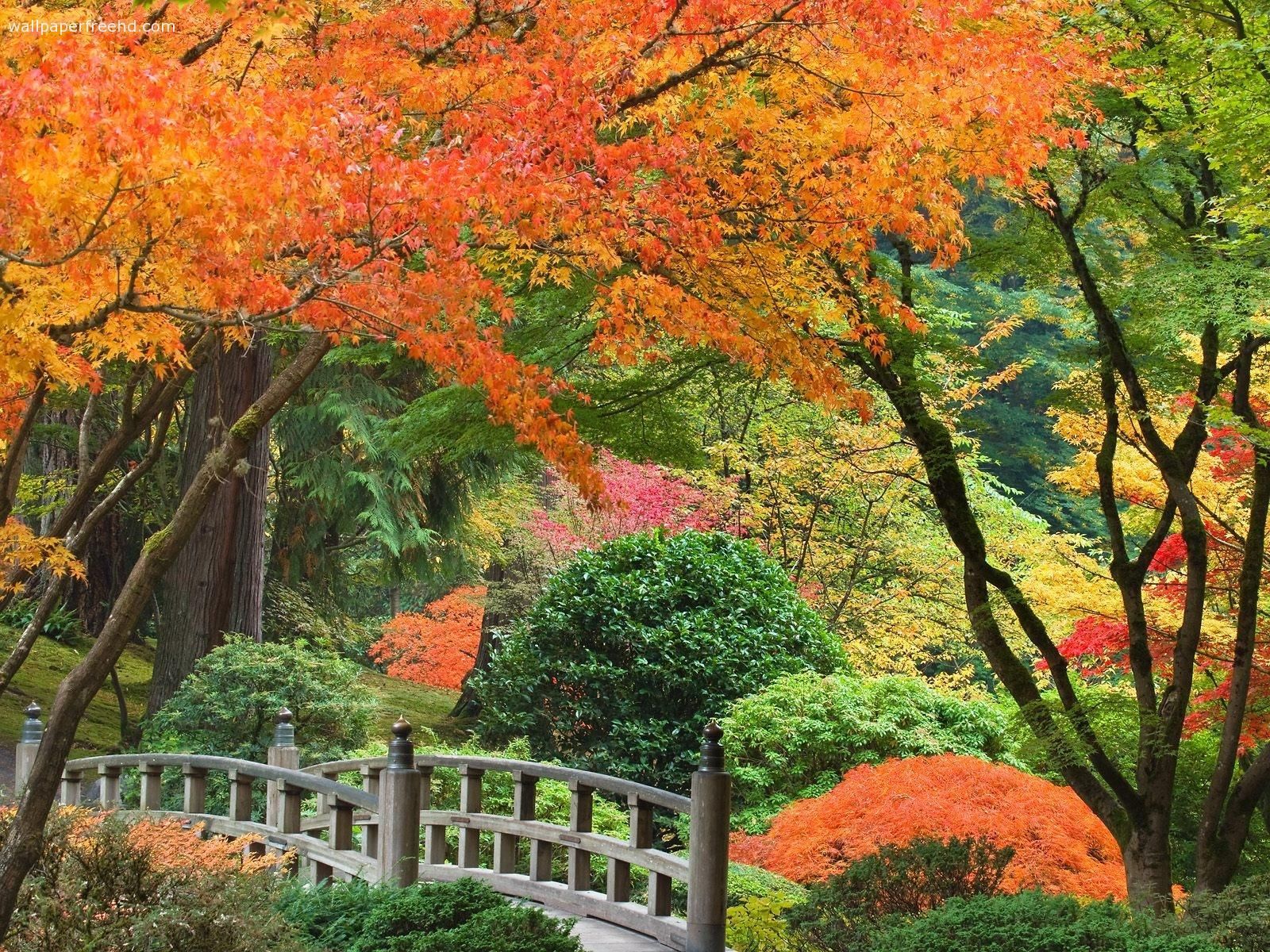 autumn landscape. Autumn Landscape Wallpaper Wallpaper HD Background. Portland japanese garden, Japanese garden, Beautiful landscape wallpaper