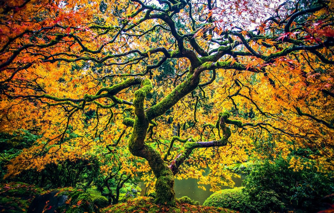 Wallpaper autumn, Park, tree, Oregon, Portland, maple, Oregon, Portland, Japanese maple image for desktop, section природа
