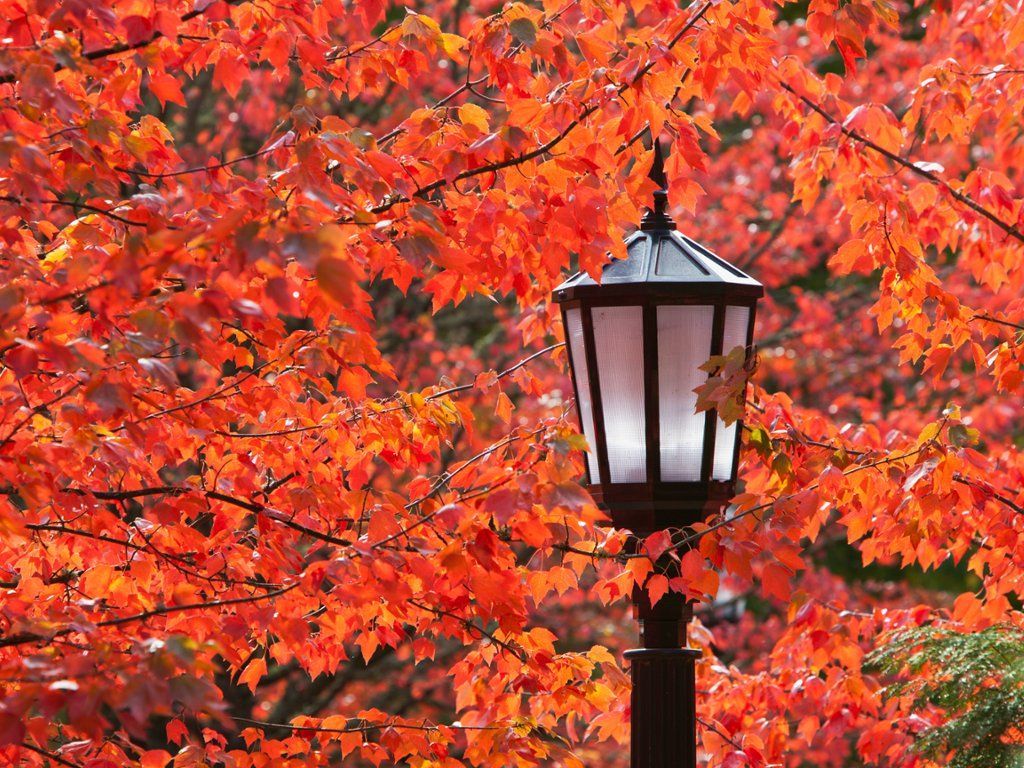Autumn Colors, Portland, Oregon. Fall colors, Post lights, Free wallpaper