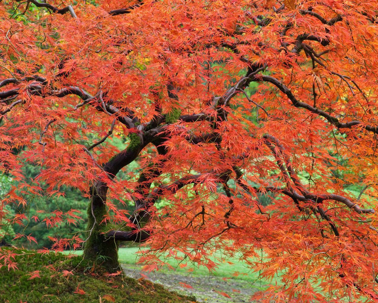 Japanese Esdoorn. Portland japanese garden, Gardens of the world, Tree wallpaper