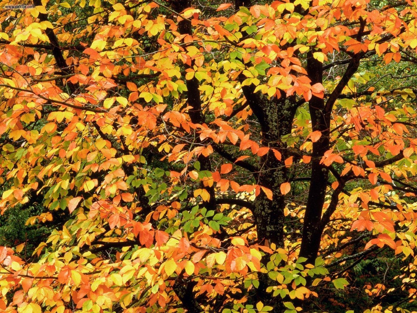 Nature: Beech Tree In Autumn Washington Park Portland Oregon, picture nr. 19693