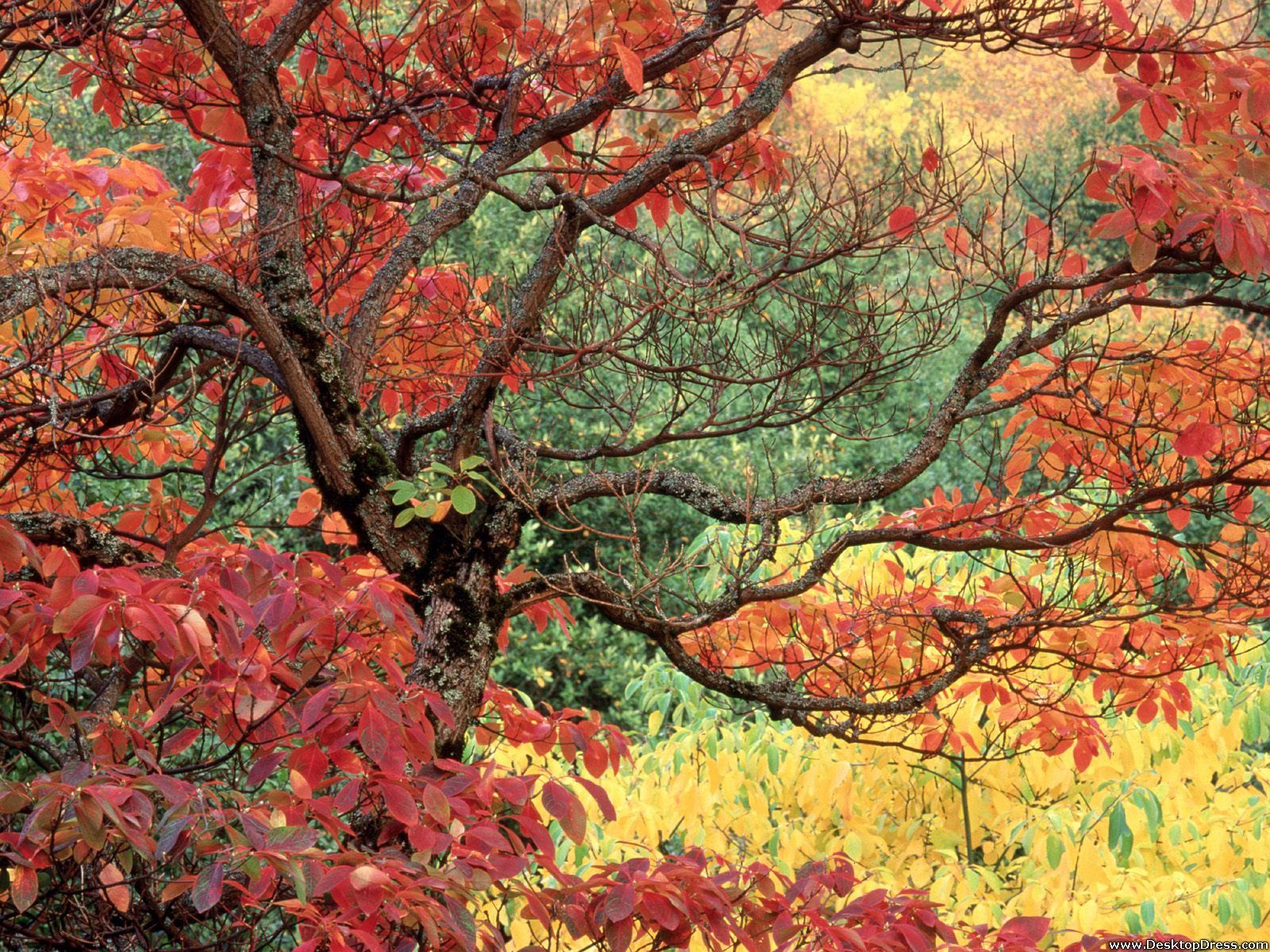 Desktop Wallpaper Natural Background Sassafras in Autumn, Hoyt Arboretum, Portland, Oregon