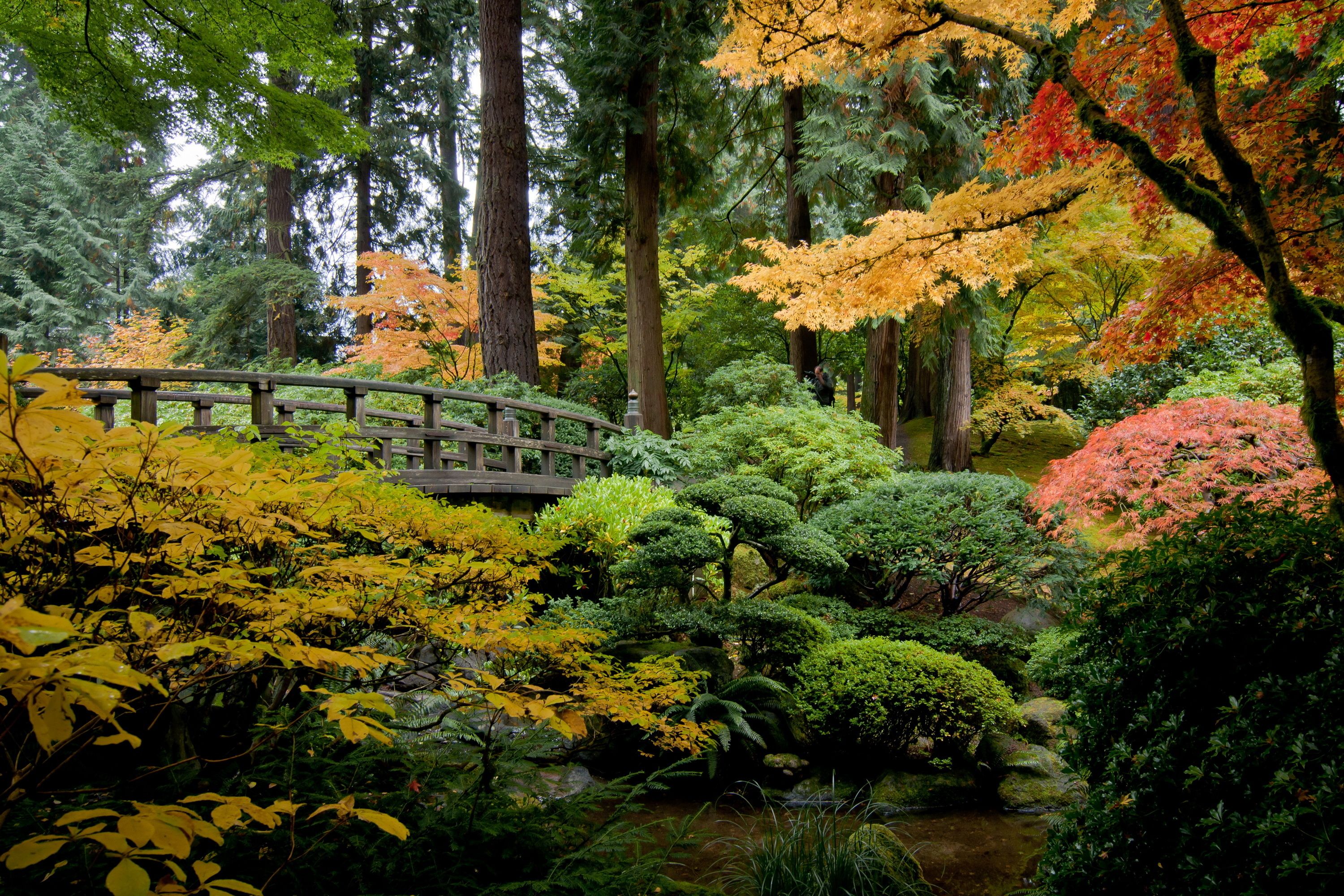 Wallpaper. Golden autumn. photo. picture. USA, garden, the bridge, The BUSHES, trees