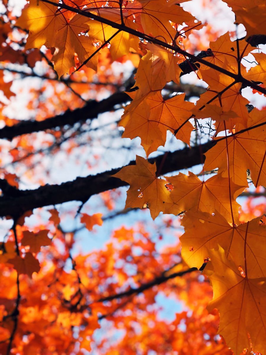 Autumn Leaves. Instagram photo, Instagram, Photo