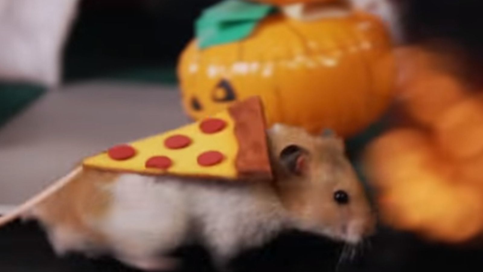 Tiny Hamster dresses as Pizza Rat for Halloween