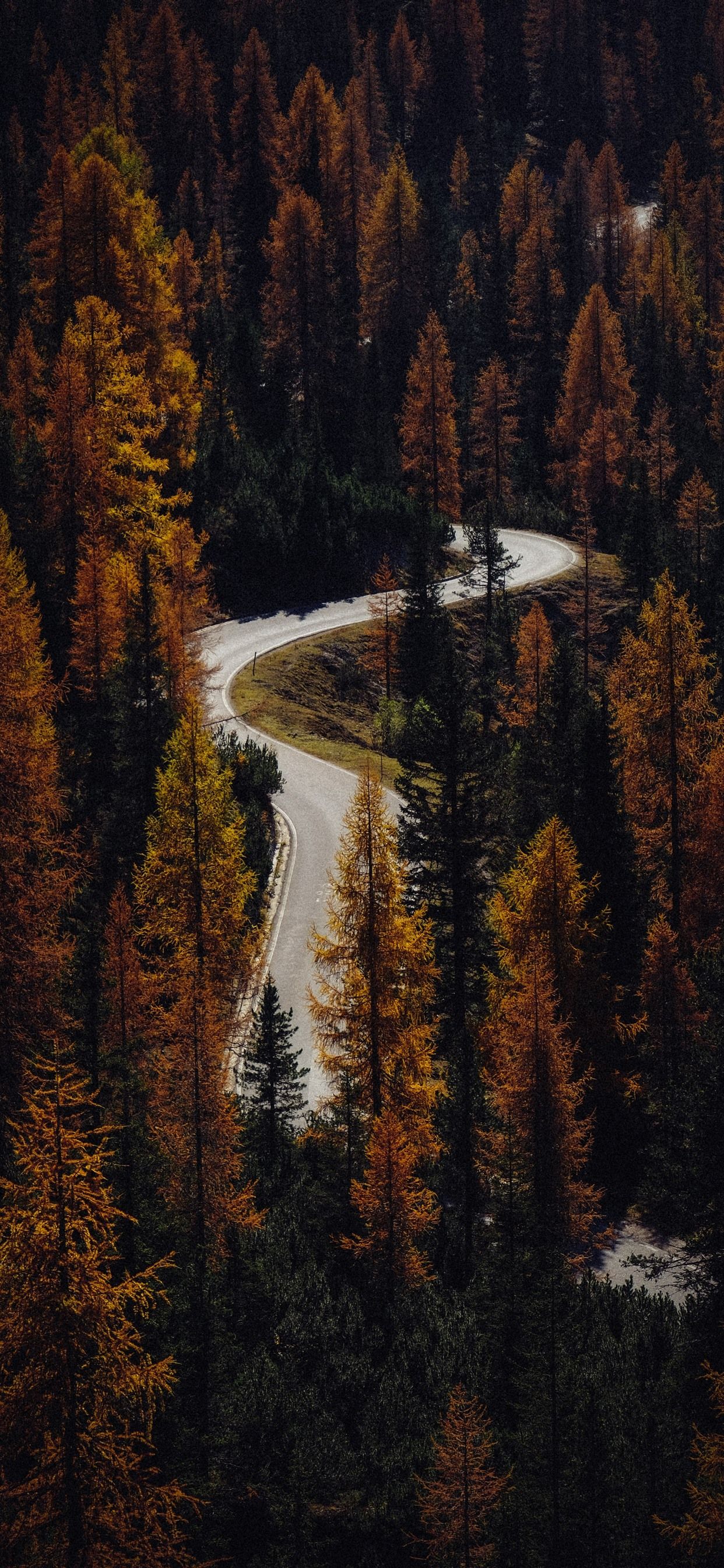 Bend Road, Conifers, Autumn 1242x2688 IPhone 11 Pro XS Max Wallpaper, Background, Picture, Image