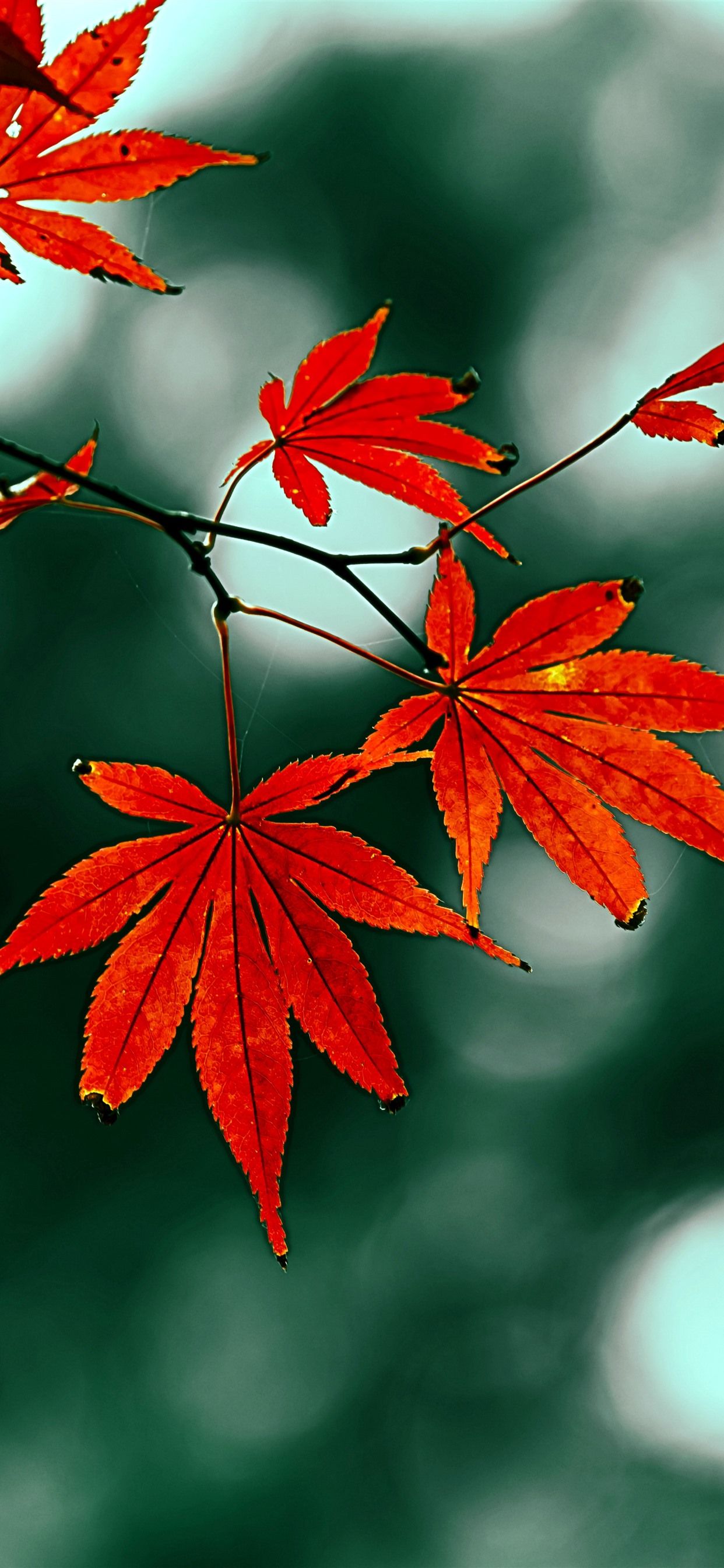 Red maple leaves, hazy, autumn 1242x2688 iPhone 11 Pro/XS Max wallpaper, background, picture, image