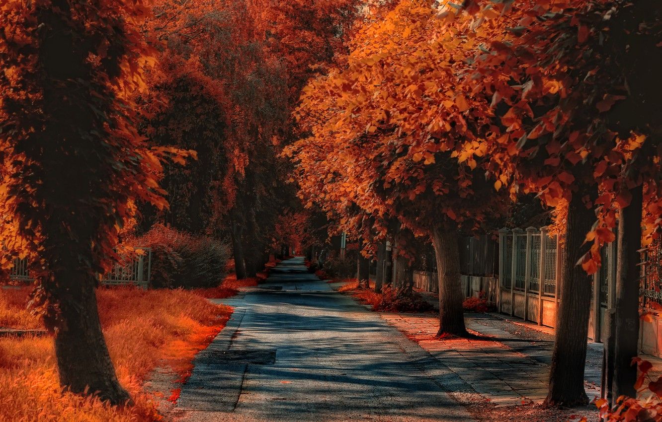 Wallpaper street, treatment, Autumn, track, autumn, street, path, fall image for desktop, section природа
