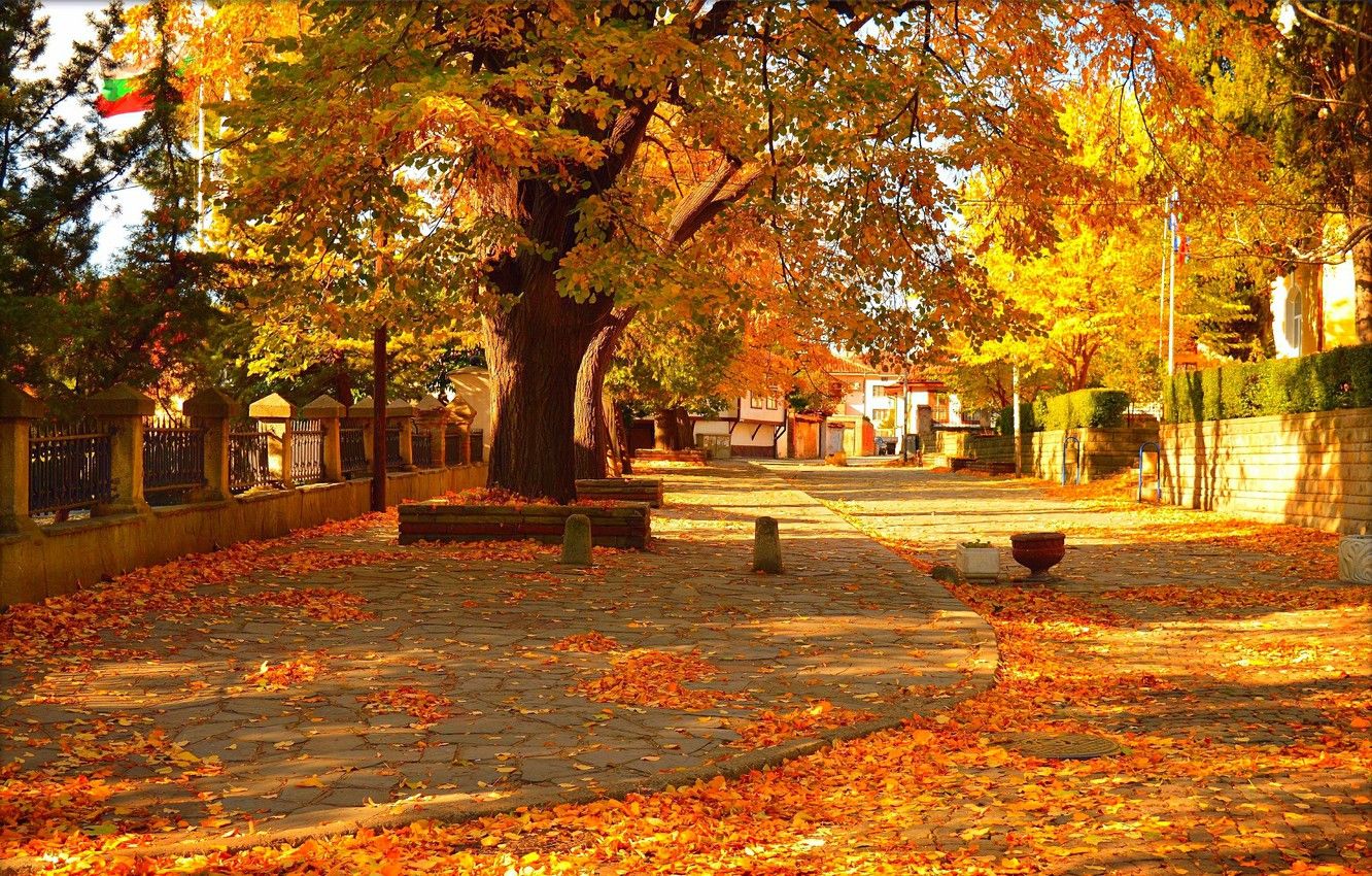 Wallpaper Autumn, Trees, Street, Fall, Foliage, Autumn, Street, Colors, Trees, Leaves image for desktop, section природа