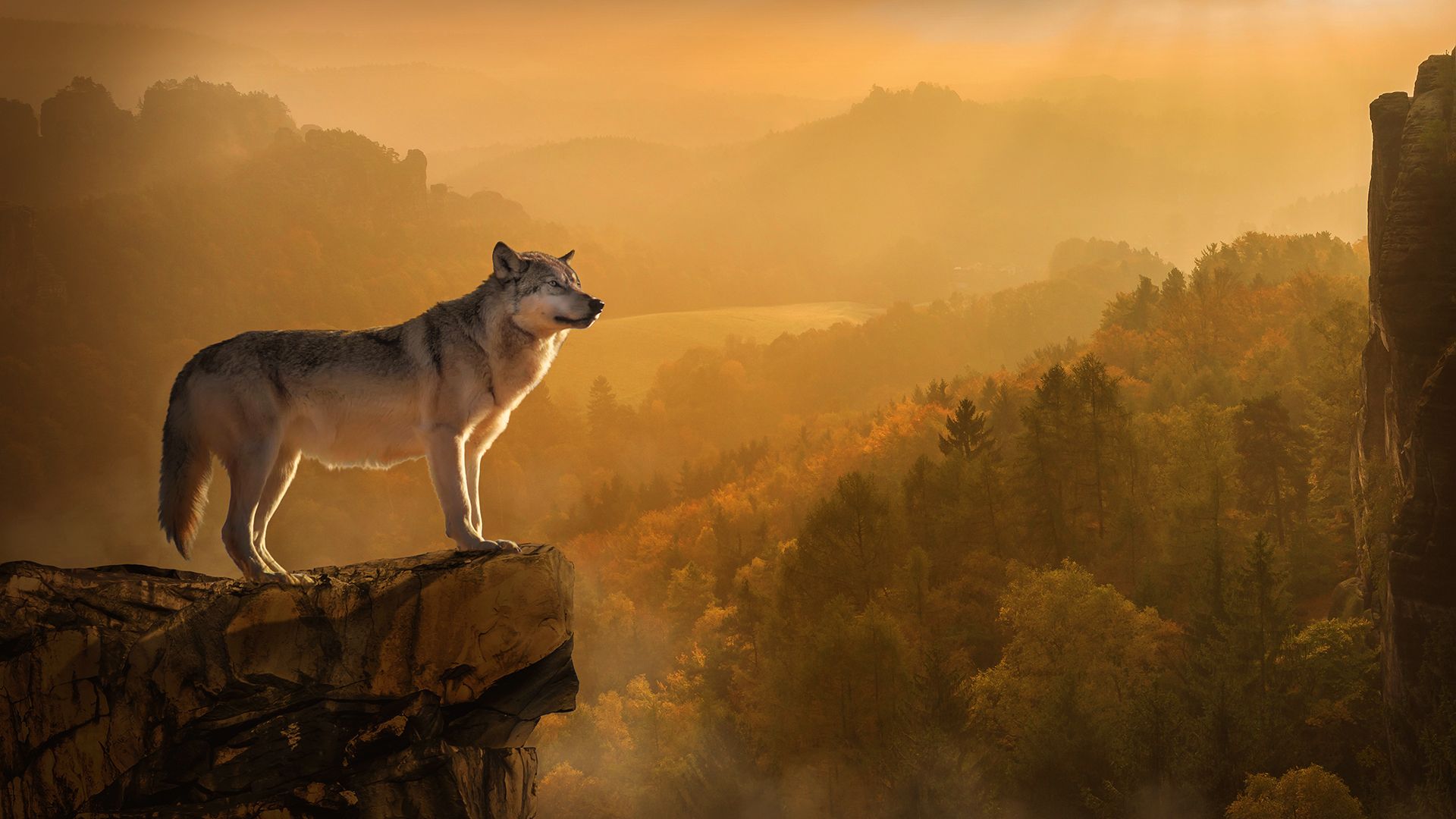 Autumn Wolf Wallpaper For Chromebook