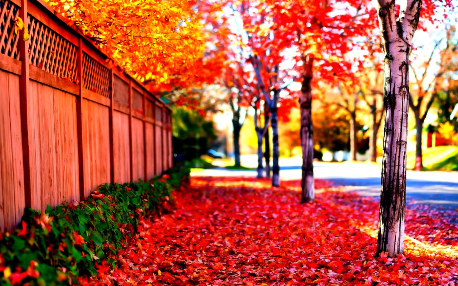 Street Where Autumn Lives ? HD desktop wallpaper, Widescreen, High Definition