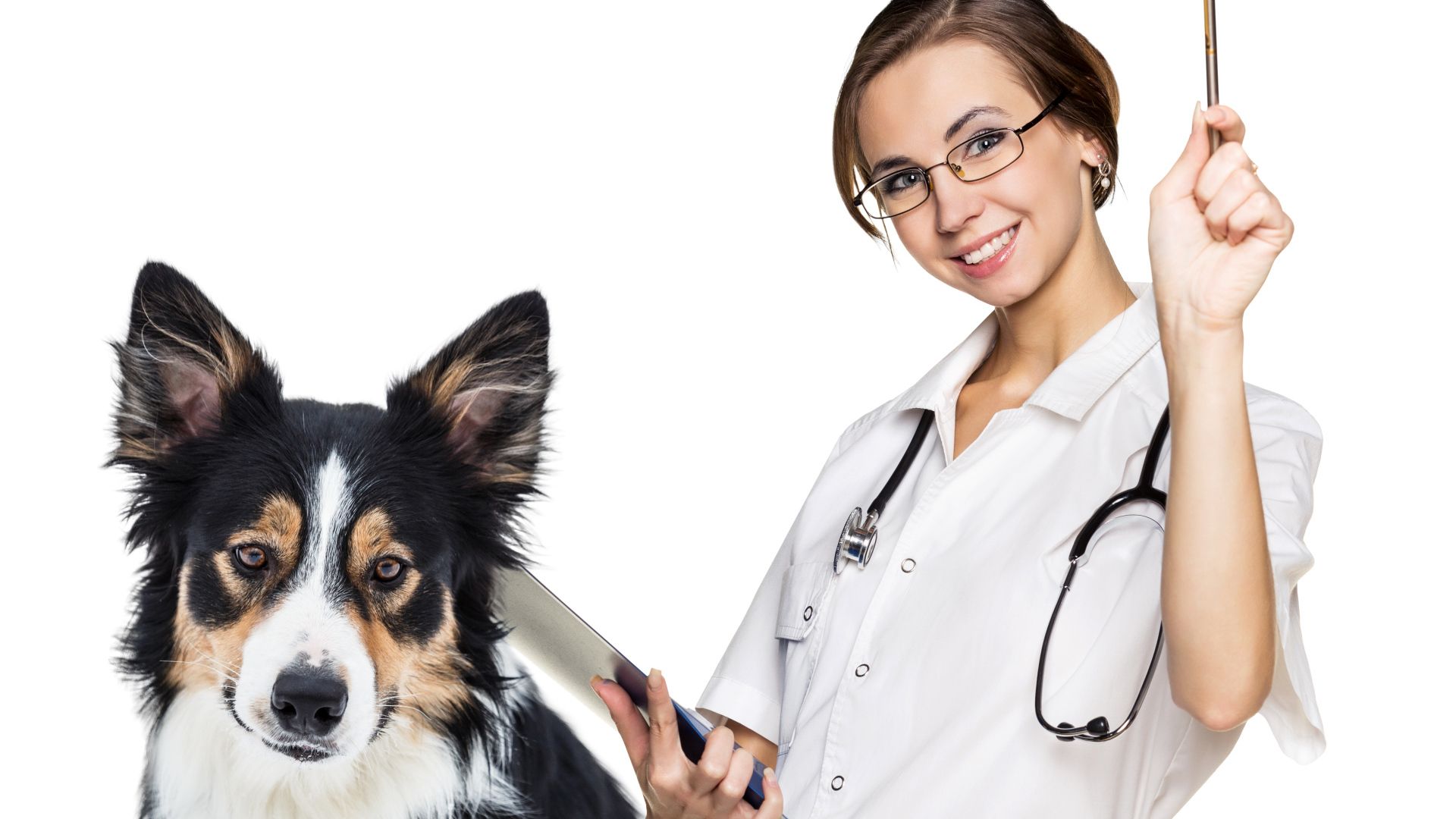 Girl doctor vet with dog border collie on white background Desktop wallpaper 1920x1080