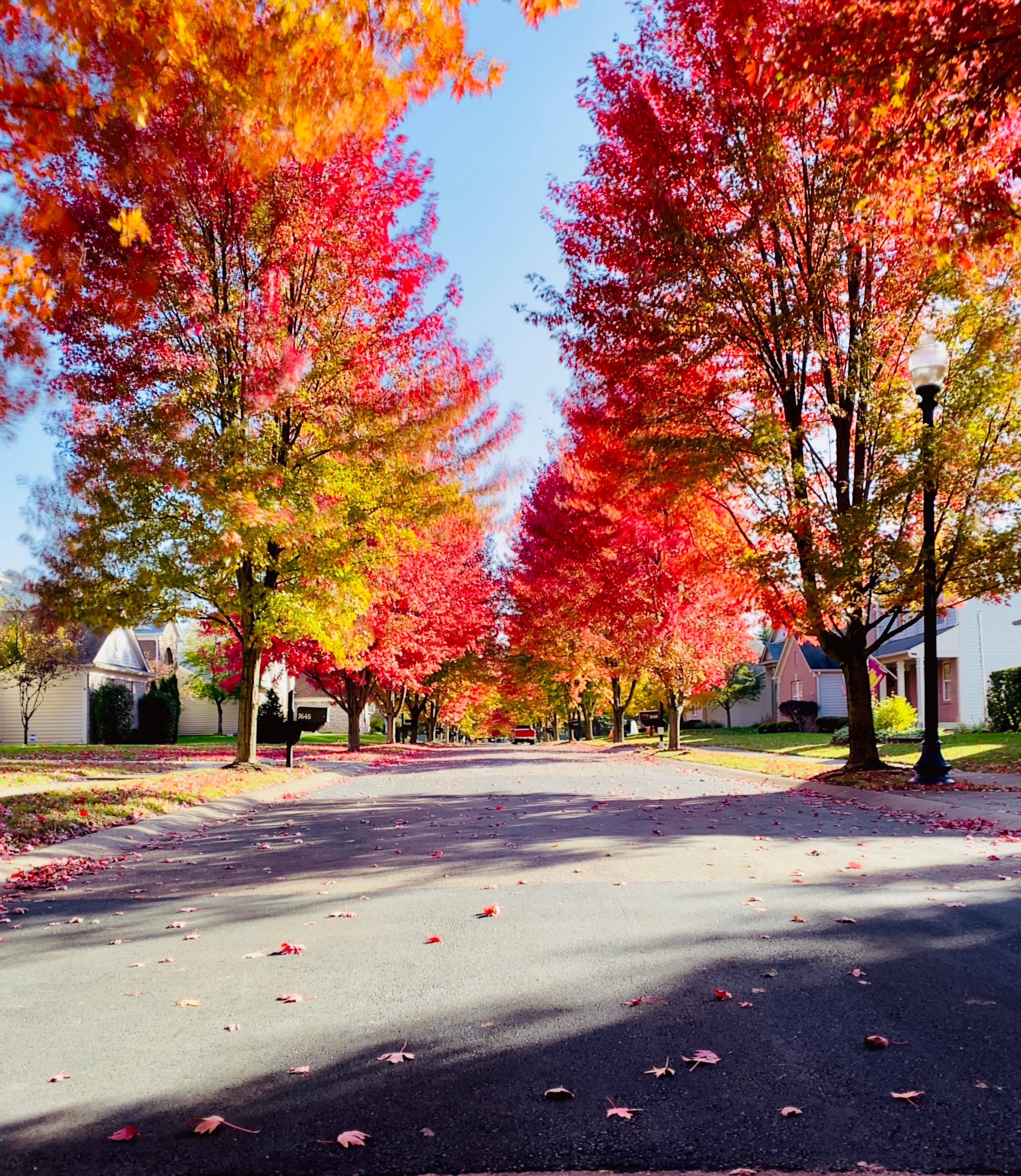 Street in Autumn HD wallpaper